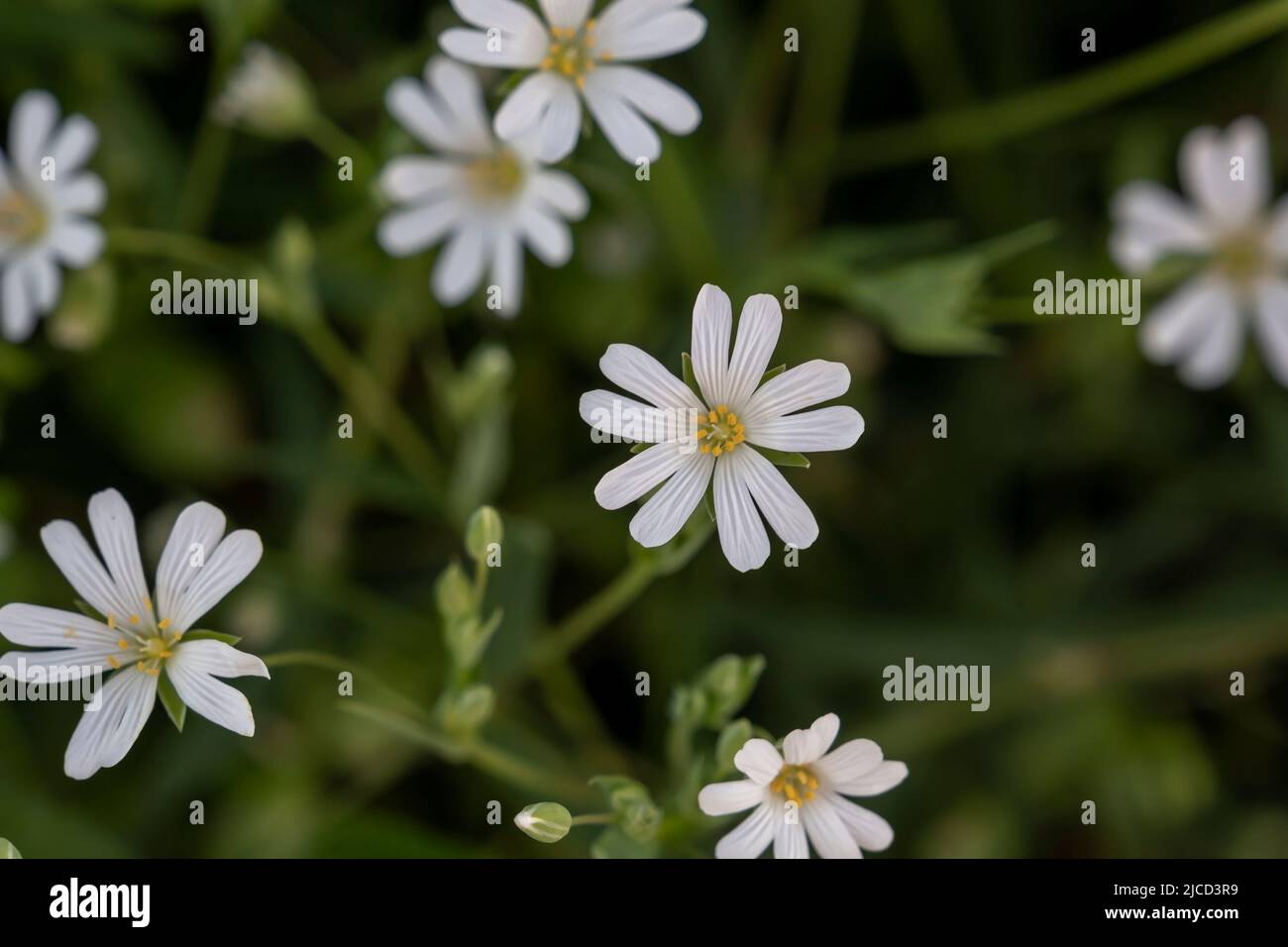 Weiße Blüten mit Marschstichkraut (Stellaria palustris) Stockfoto