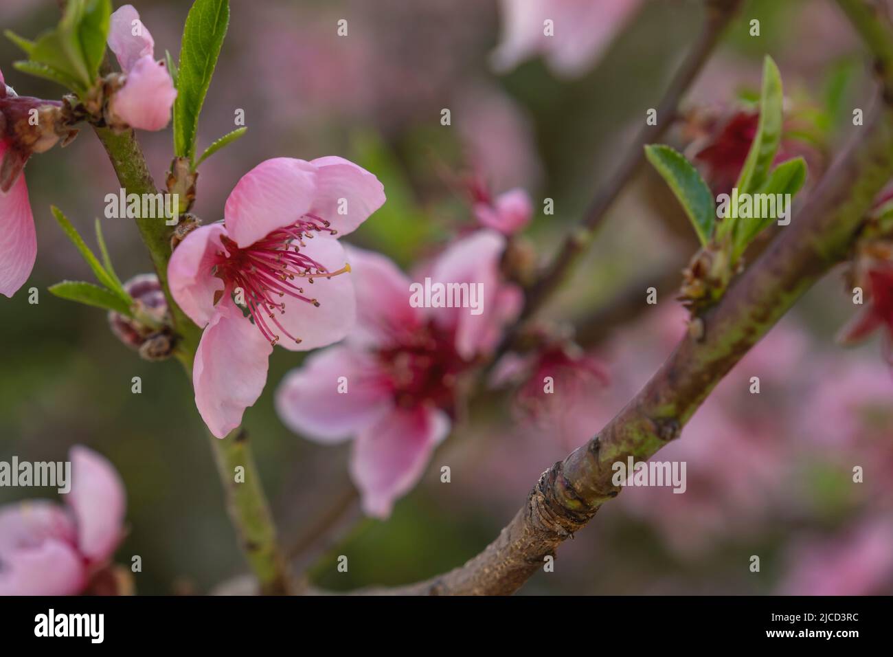 Detail von Pfirsichbaum (Prunus persica) rosa Blüten in Blüte Stockfoto