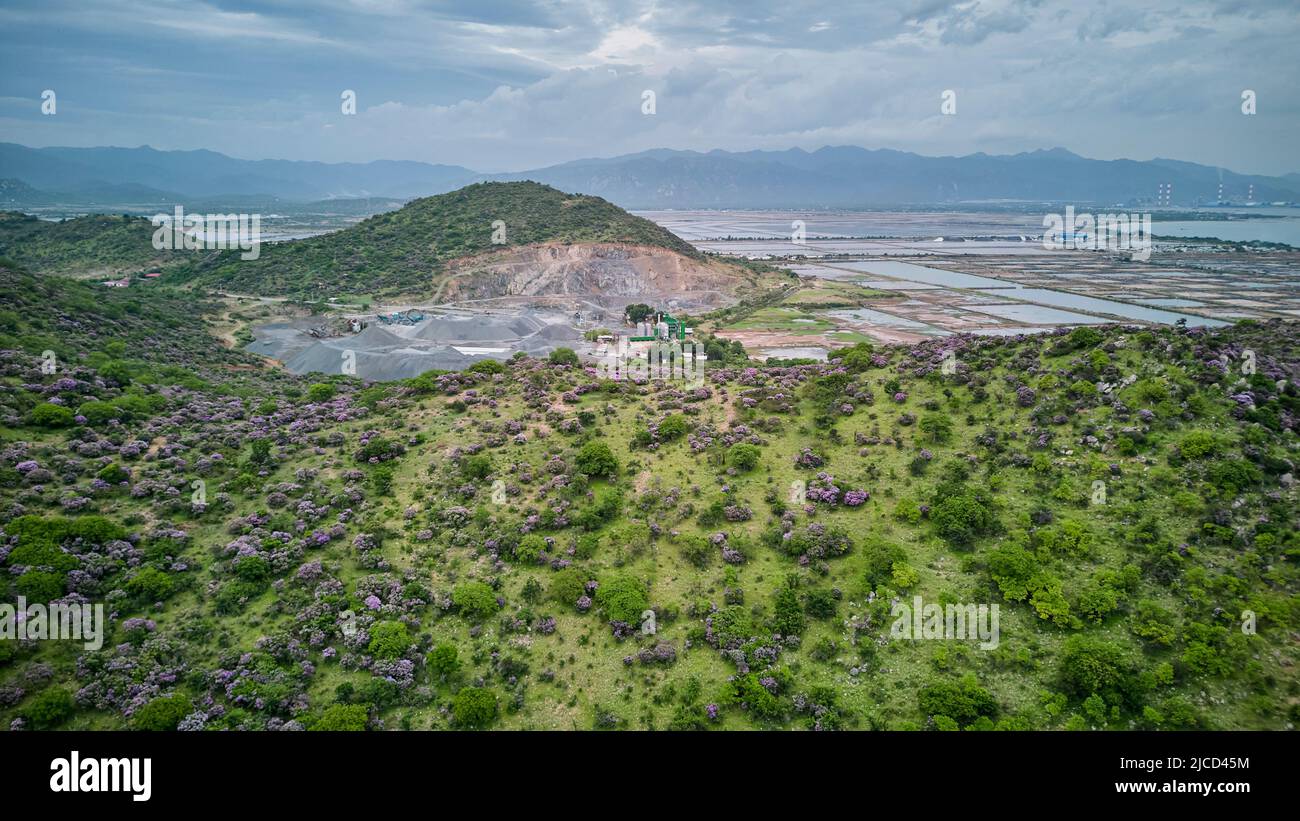 Blumenhügel der Königin im Bezirk Tuy Phong, Provinz Binh Thuan. Stockfoto