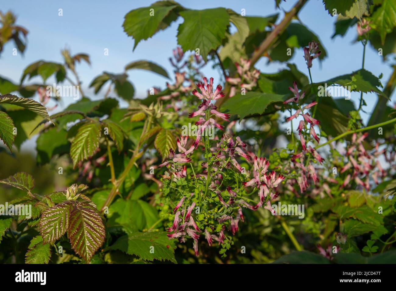 Erdrauch (Fumaria officinalis) rosa Blüten Stockfoto