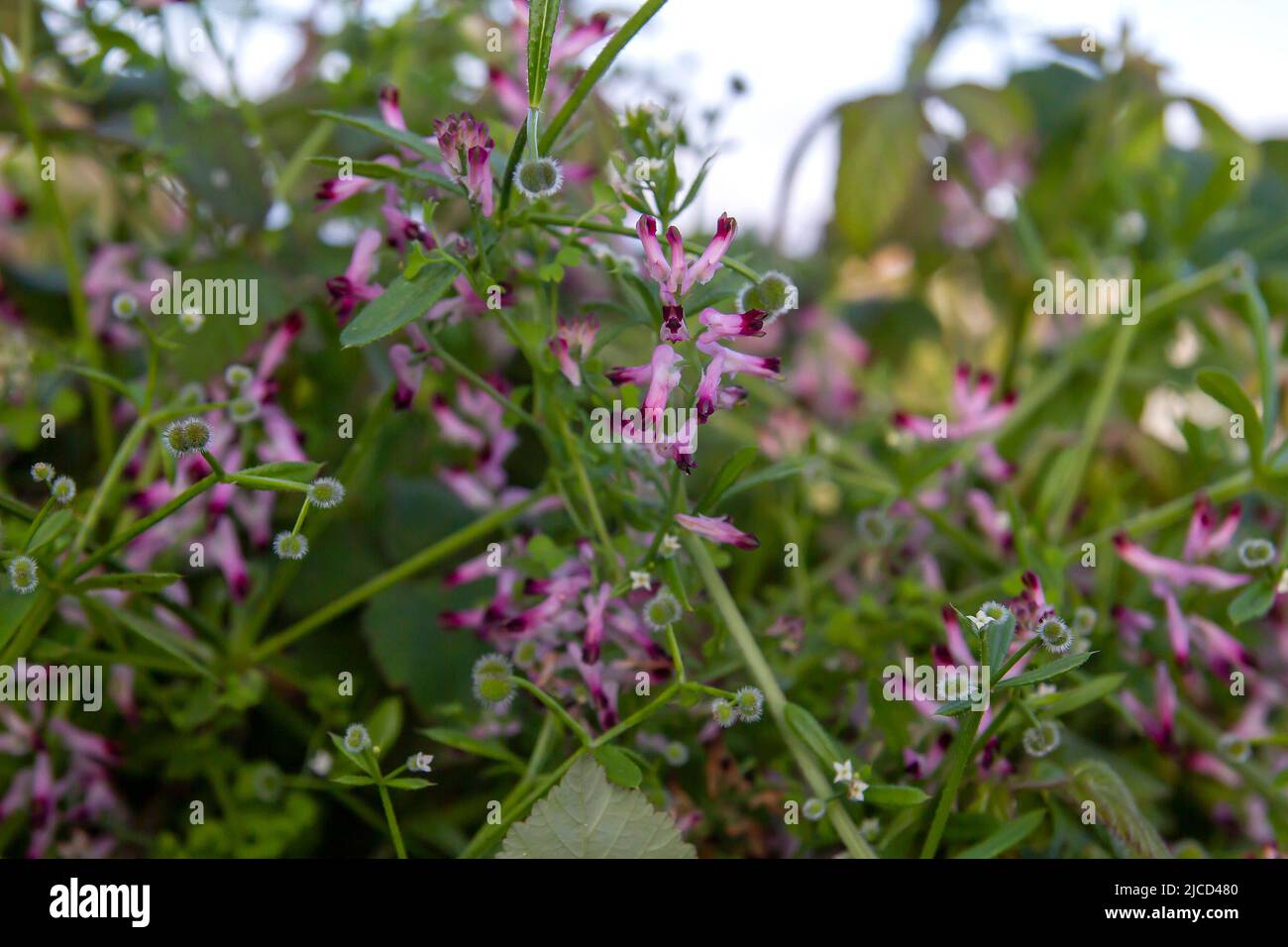 Erdrauch (Fumaria officinalis) rosa Blüten Stockfoto