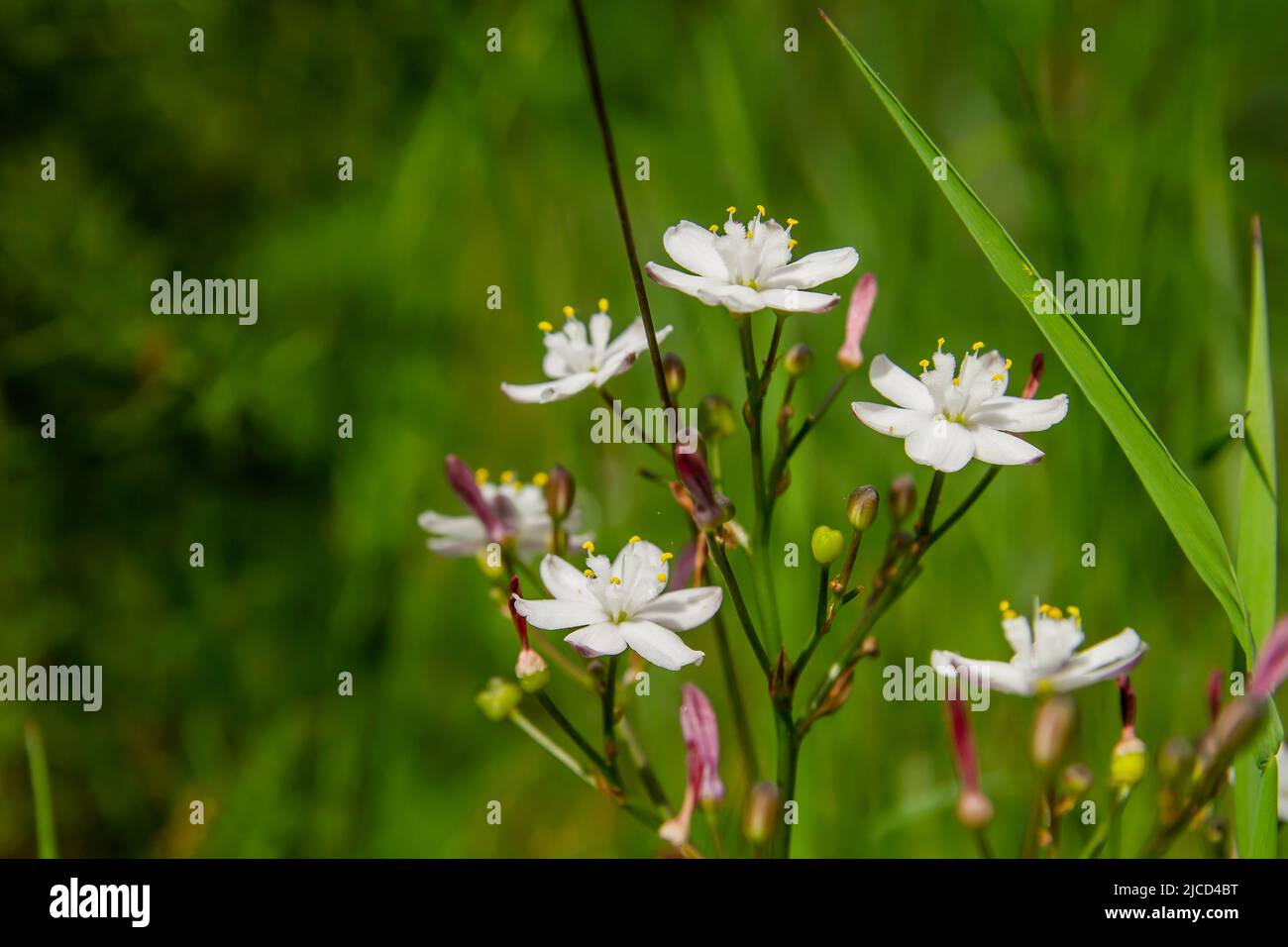 Kerry Lilie (Simethis mattiazzii) weiße Blüten Stockfoto
