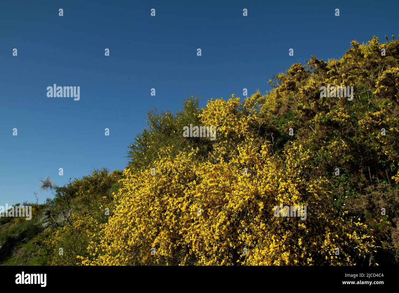 Schottischer Besen (Cytisus scoparius) gelbe Blüten Stockfoto