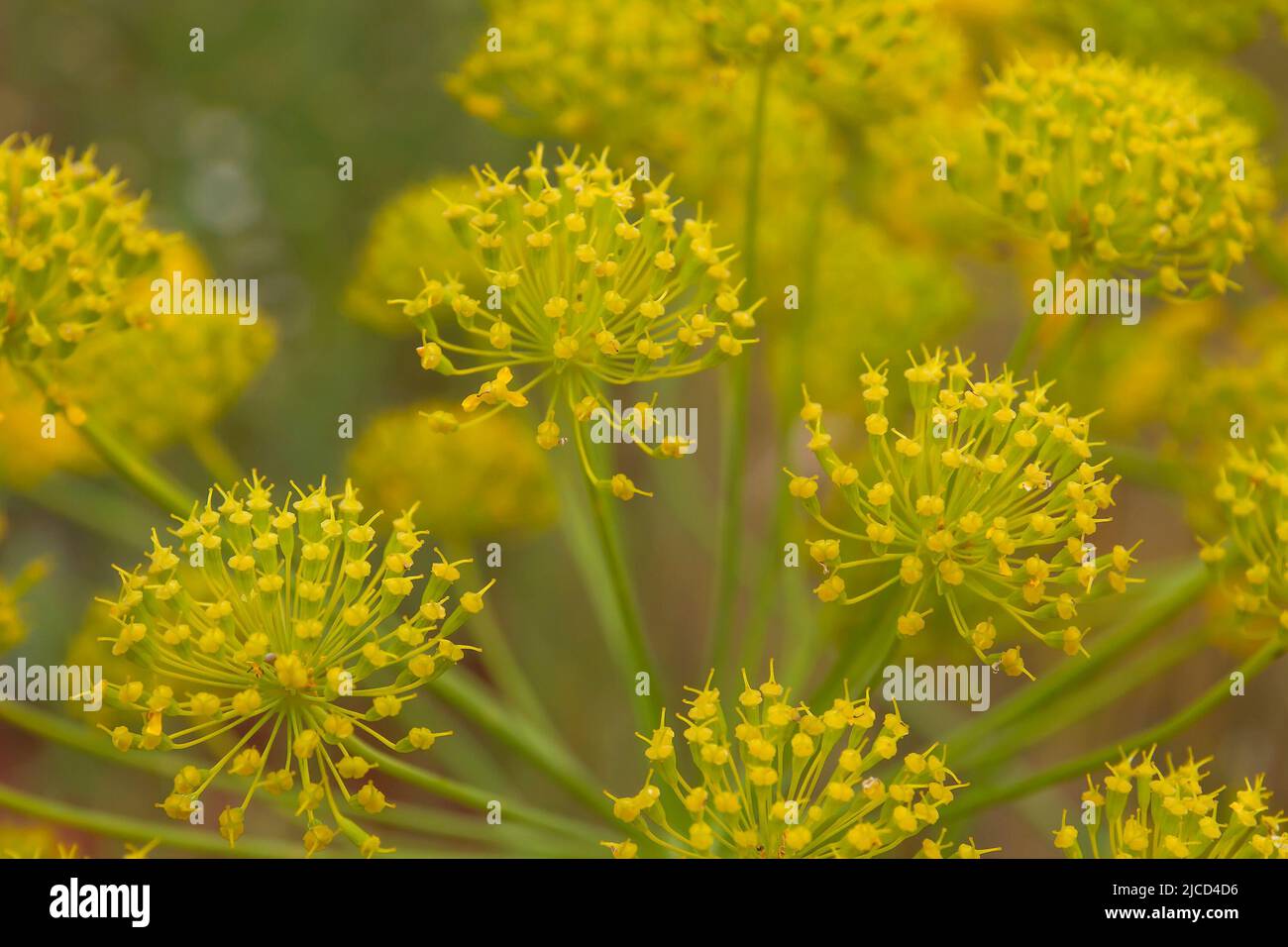 Fenchel (Foeniculum vulgare) gelbe Blütenköpfe Stockfoto