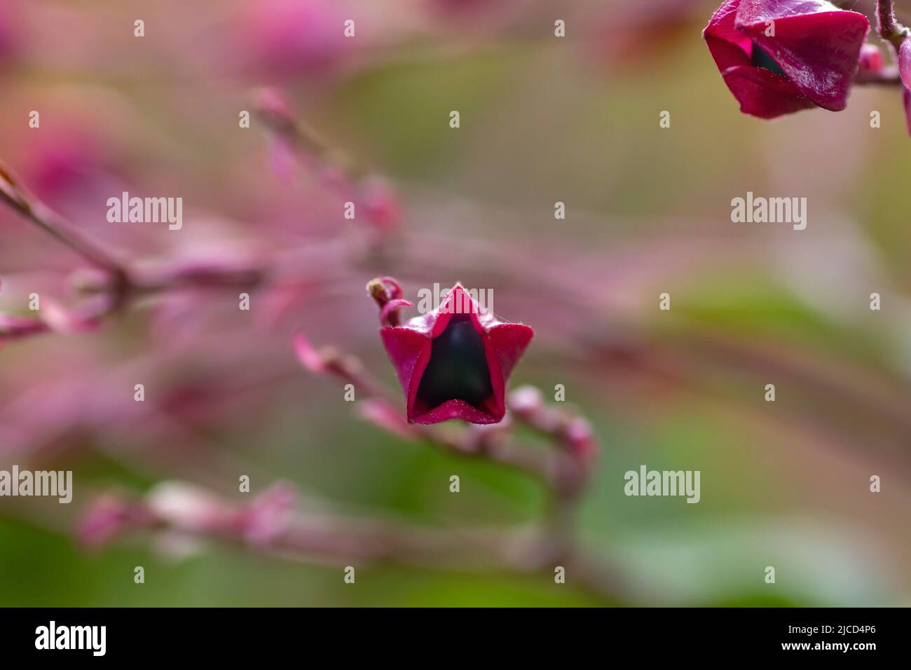 Harlequin Glorybower (Clerodendrum trichotomum) reife Steinfruppe auf rotem Kelch Stockfoto