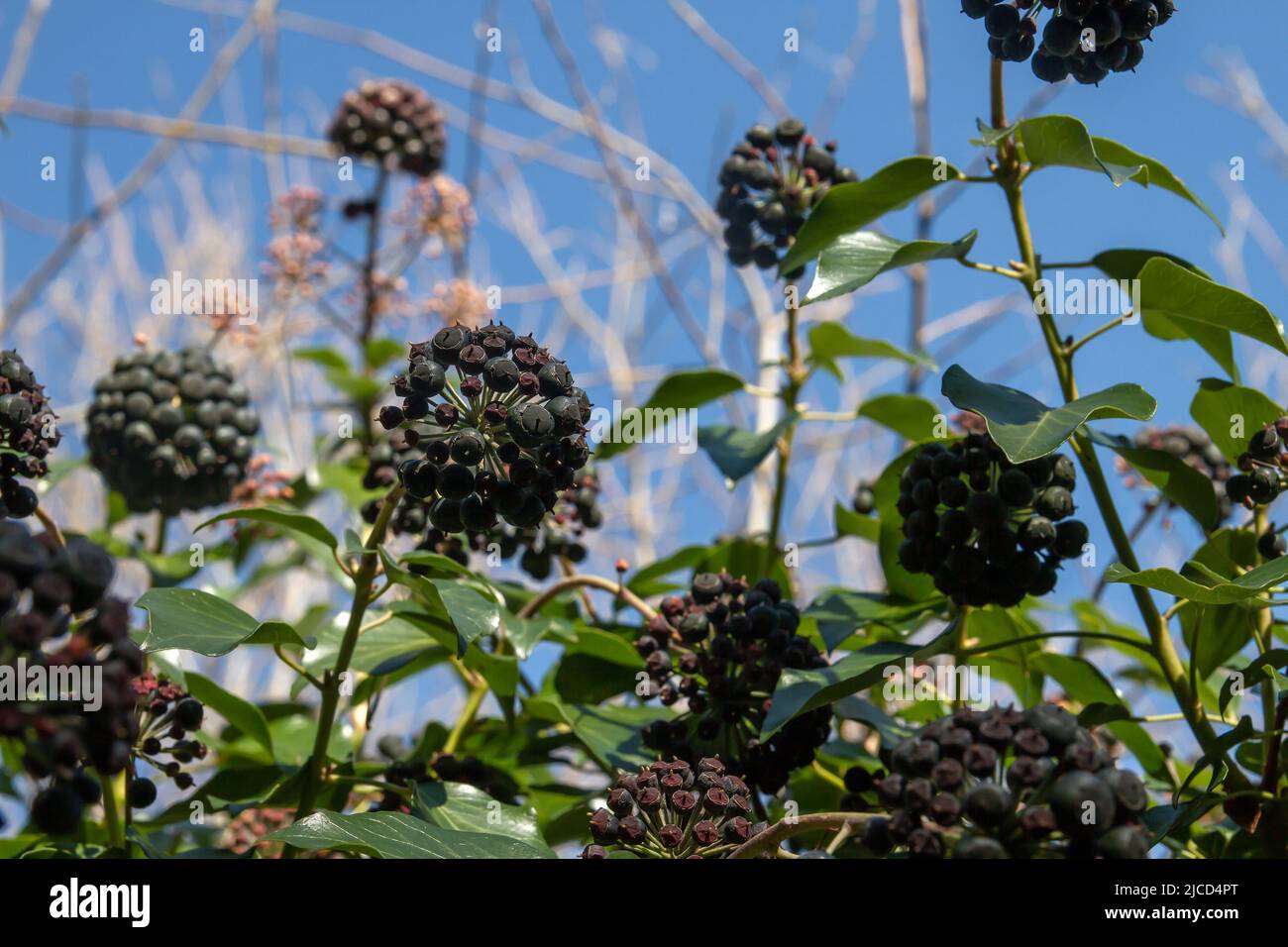 Hedera Helix gemeiner Efeu, dunkle vergiftete Beeren aus der Nähe Stockfoto