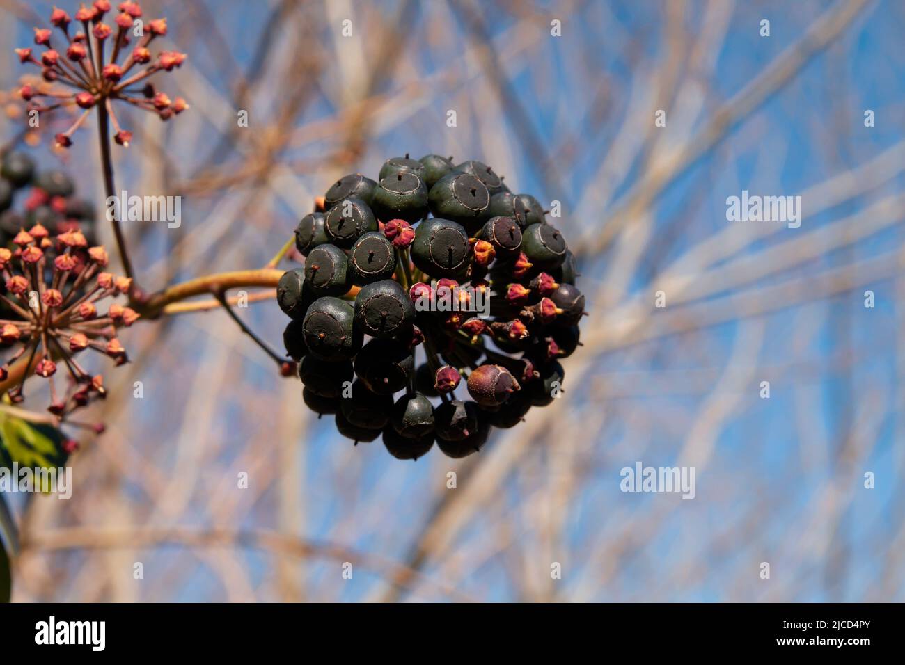 Hedera Helix gemeiner Efeu, dunkle vergiftete Beeren aus der Nähe Stockfoto