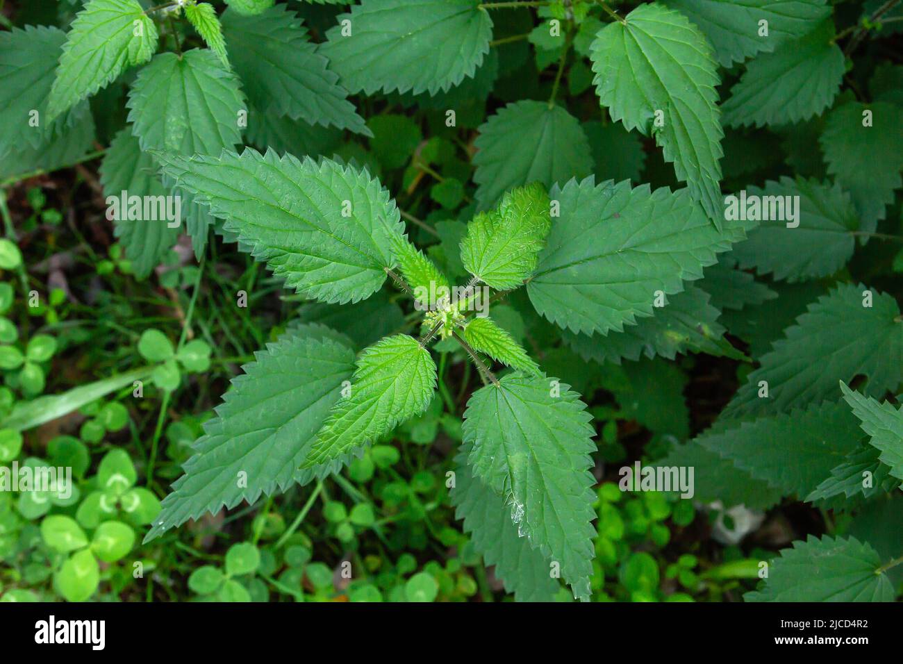 Urtica dioica brennen Unkraut grünen Blattpflanze wächst wild Stockfoto