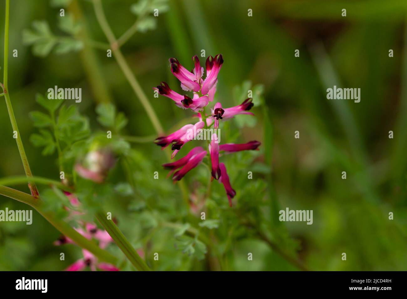 Erdrauch (Fumaria officinalis) rosa Blume Stockfoto