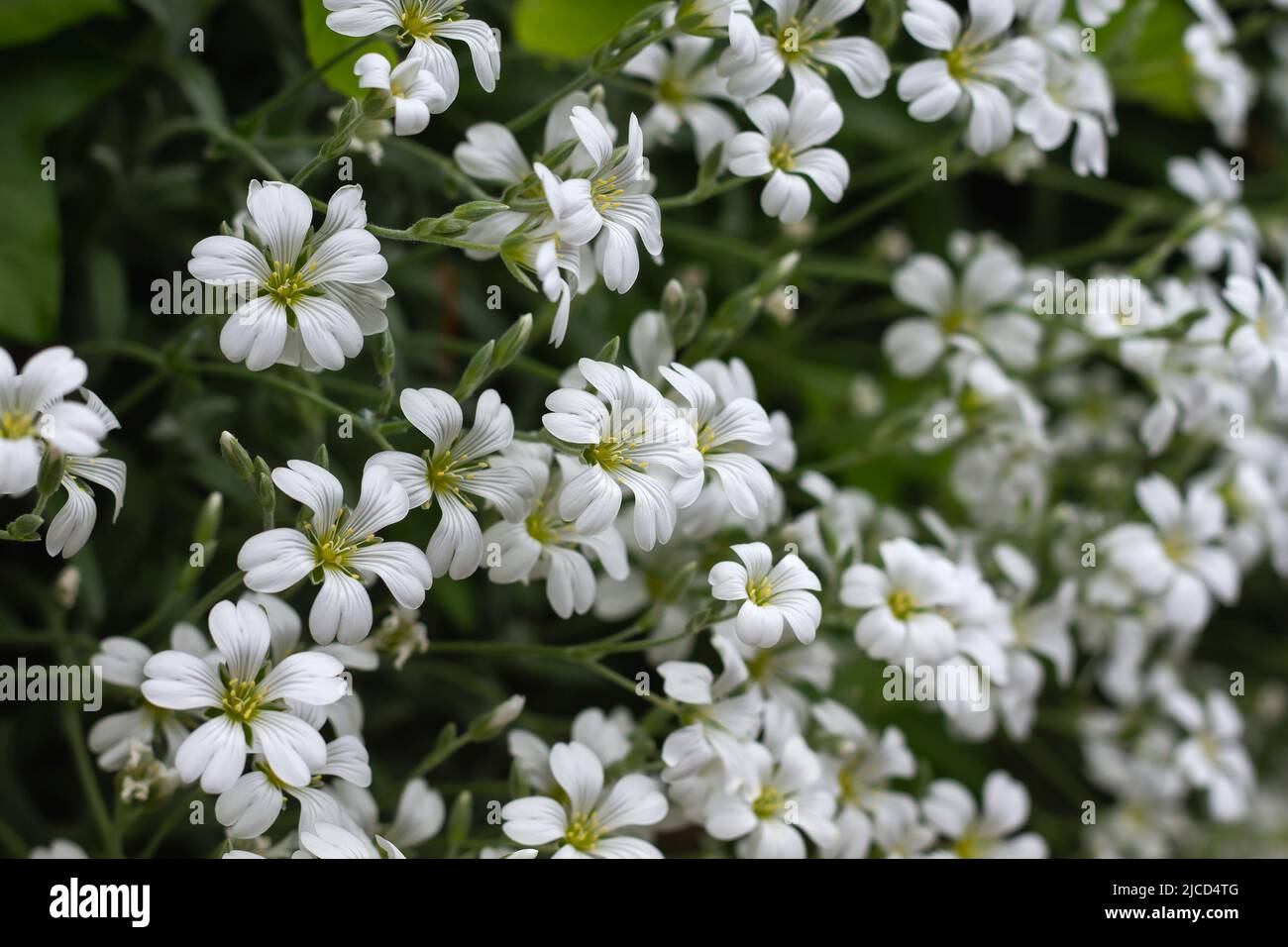 Cerastium tomentosum (Schnee im Sommer) weiße Blüten aus nächster Nähe Stockfoto