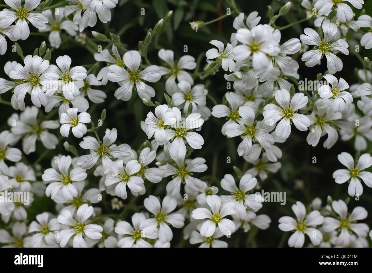 Cerastium tomentosum (Schnee im Sommer) Bodenbedeckung Pflanze weiße Blüten Stockfoto
