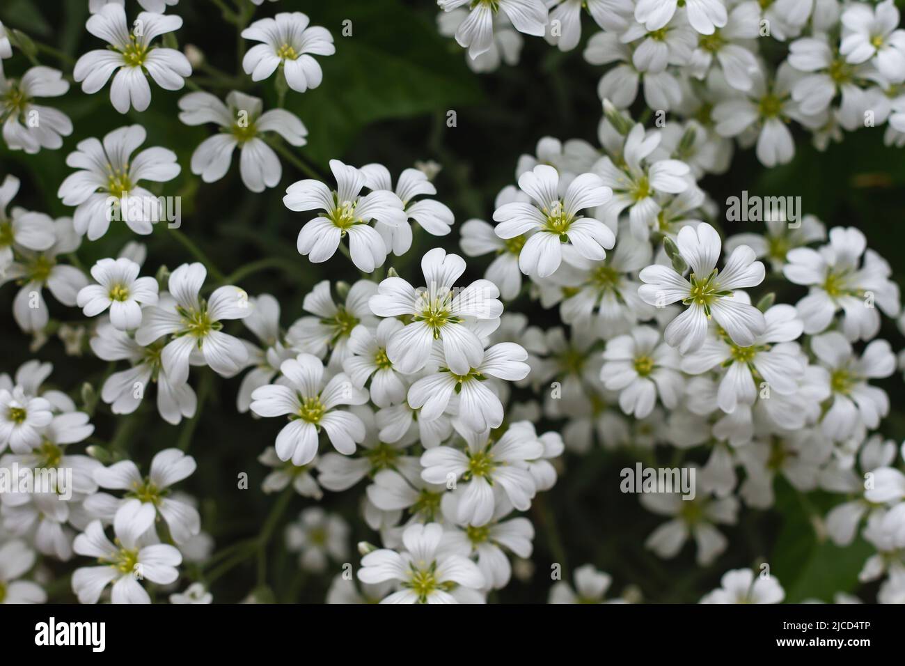 Cerastium tomentosum (Schnee im Sommer) Bodenbedeckung Pflanze weiße Blüten Stockfoto