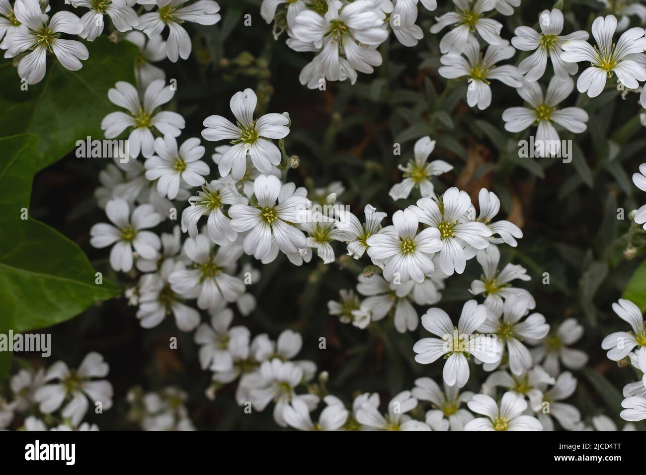 Cerastium tomentosum (Schnee im Sommer) Bodenbedeckung Pflanze weiße Blüten Stockfoto