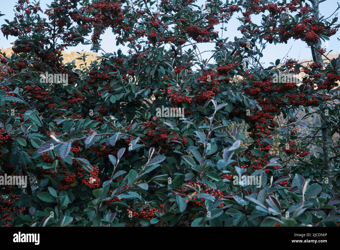 Cotoneaster coriaceus Zierpflanze mit roten Früchten und dunkelgrünem Laub Stockfoto