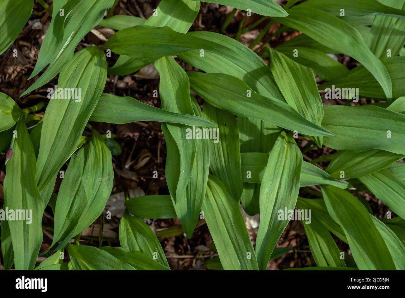 Bärlauch (Allium ursinum) frische grüne Blätter Stockfoto