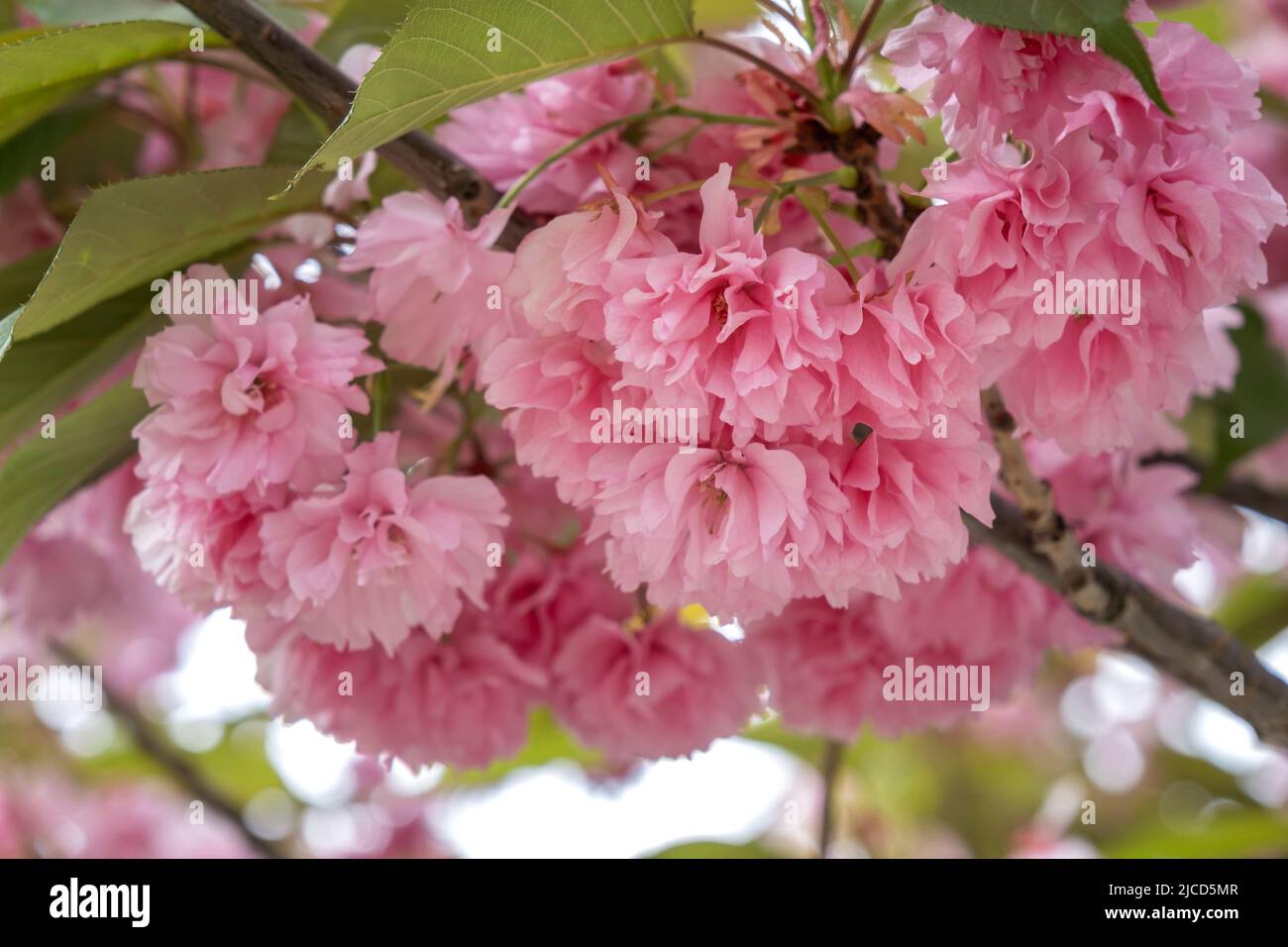 Japanische Kirsche (Prunus serrulata) blüht Stockfoto