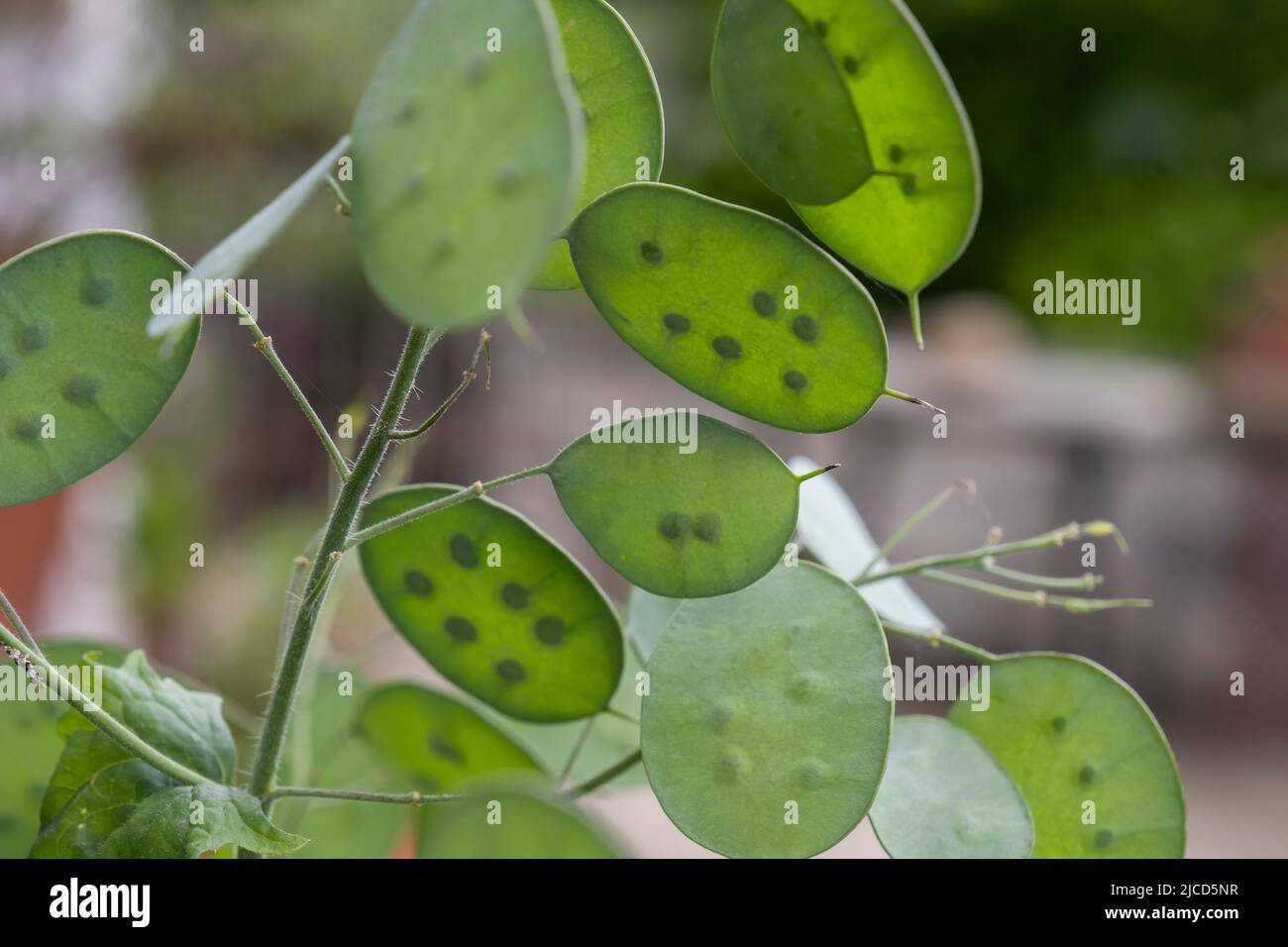 Grüne Samenpfoten, einjähriges Ehrlichkeits-Geldarmkraut (Lunaria annua) Stockfoto