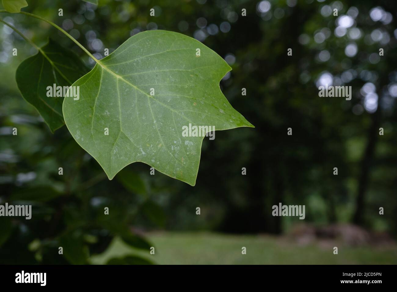 Tulpenbaum (Liriodendron tulipifera) grünes Blatt Stockfoto
