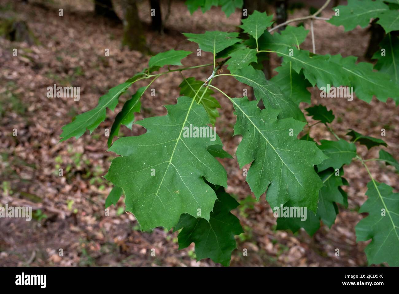 Nördliche rote Eiche (Quercus rubra) frühlingshafte grüne Blätter Stockfoto