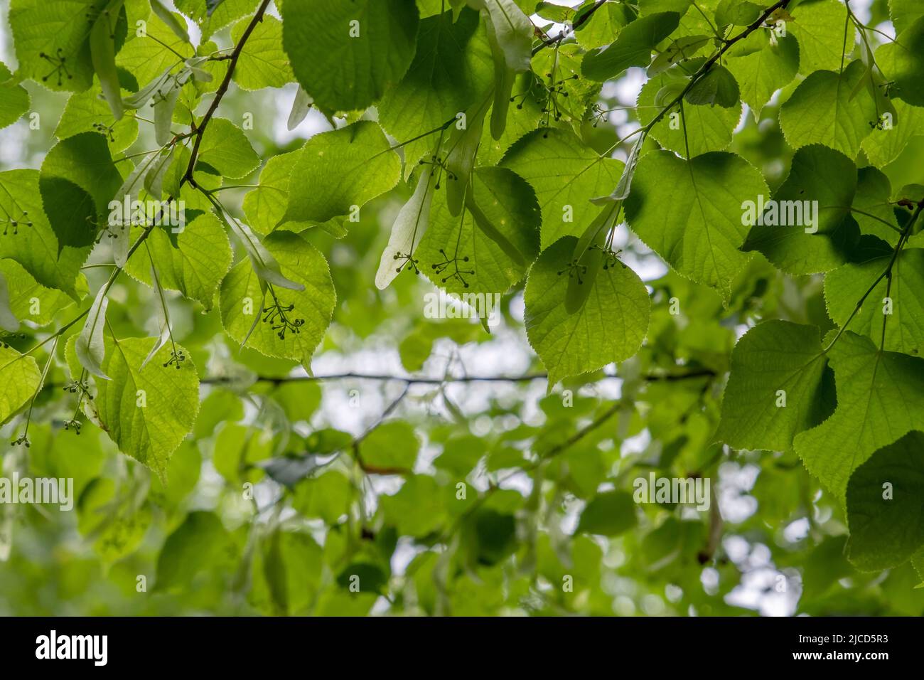 Kleinblättrige Linde (Tilia cordata) mit grünem Frühlingslaub und unreifen Steinpflanzen Stockfoto