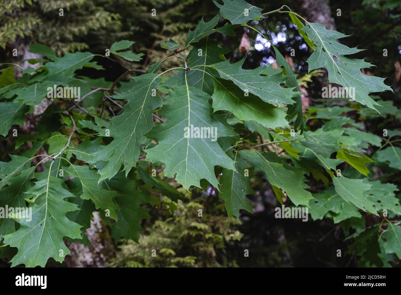 Nördliche rote Eiche (Quercus rubra) frühlingshafte grüne Blätter Stockfoto