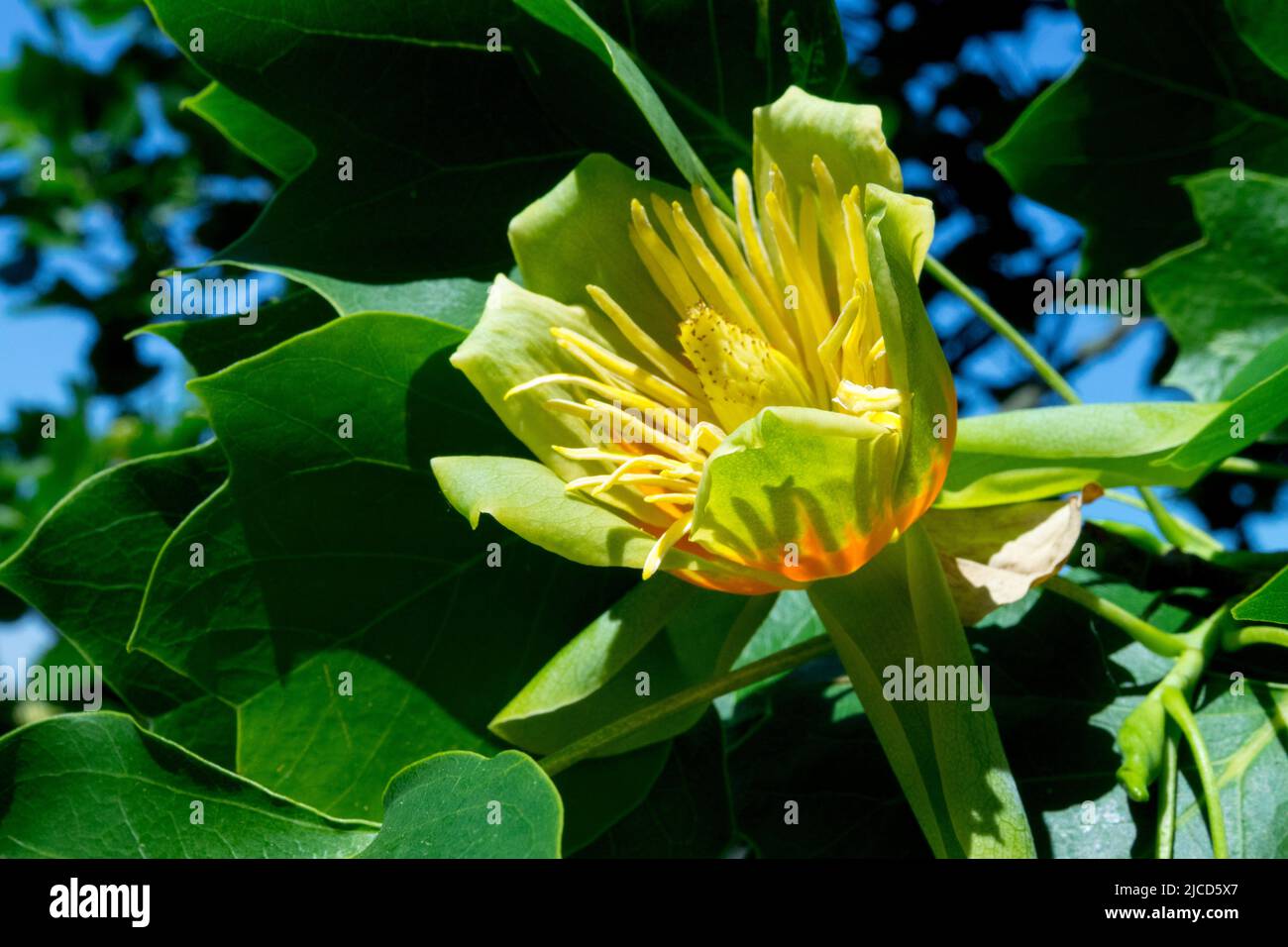 Tulpenbaum, Blume, Liriodendron tulipifera, Liriodendron, Blüte, Tulpenpappel, Fiddle Tree Stockfoto