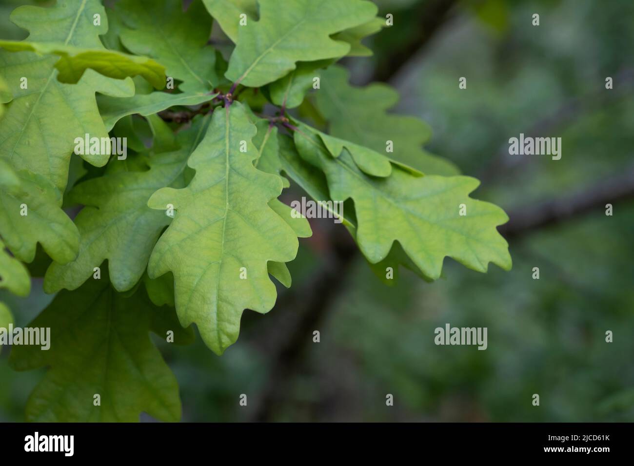Europäische Eiche (Quercus robur) frühlingshafte neue Blätter Stockfoto