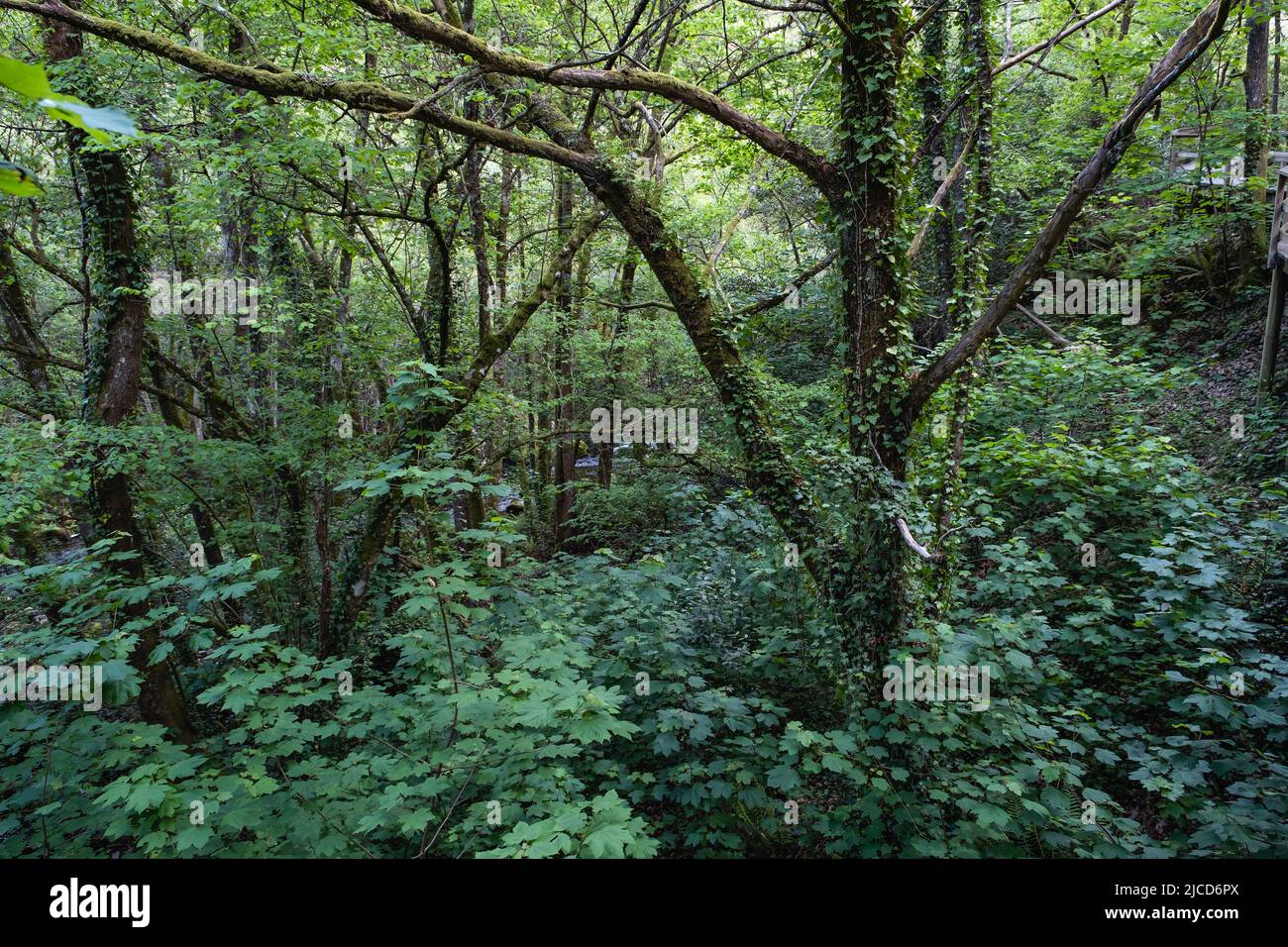 Gemäßigter Laubwald in Galicien im Frühling Stockfoto