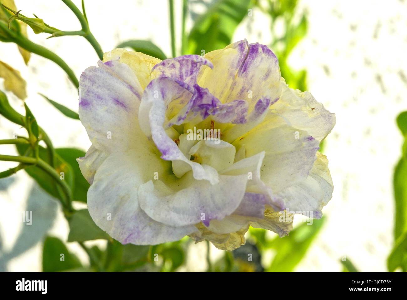 Lisianthus mariachi misty blau Stockfoto