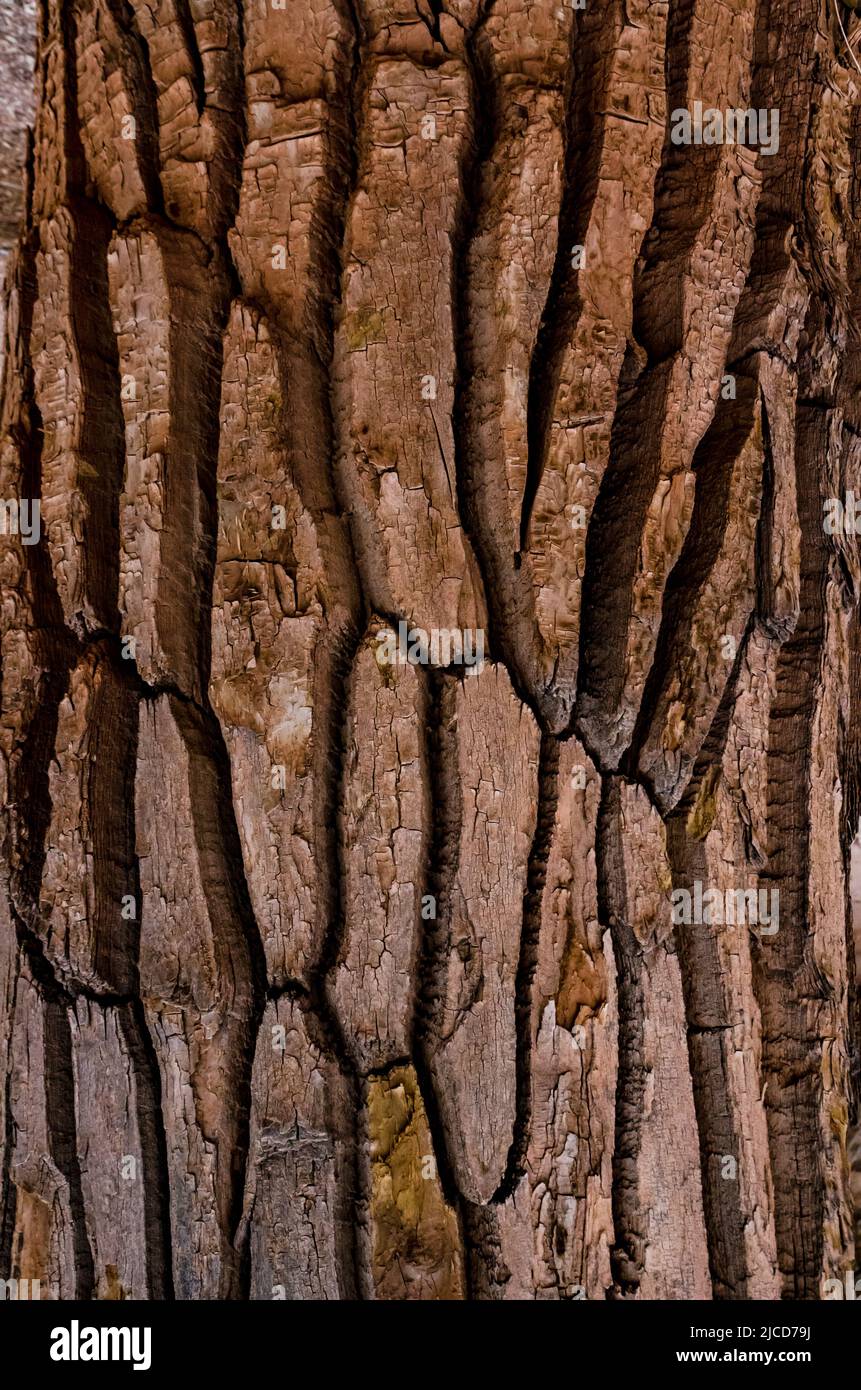 Muster auf der Rinde eines großen Baumes, Utah USA Stockfoto