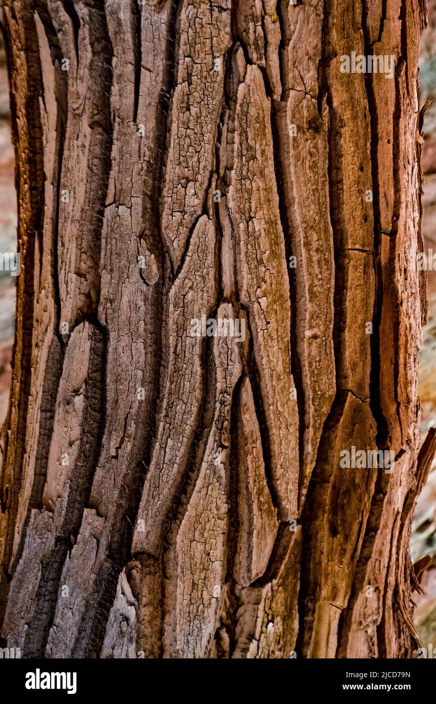 Muster auf der Rinde eines großen Baumes, Utah USA Stockfoto