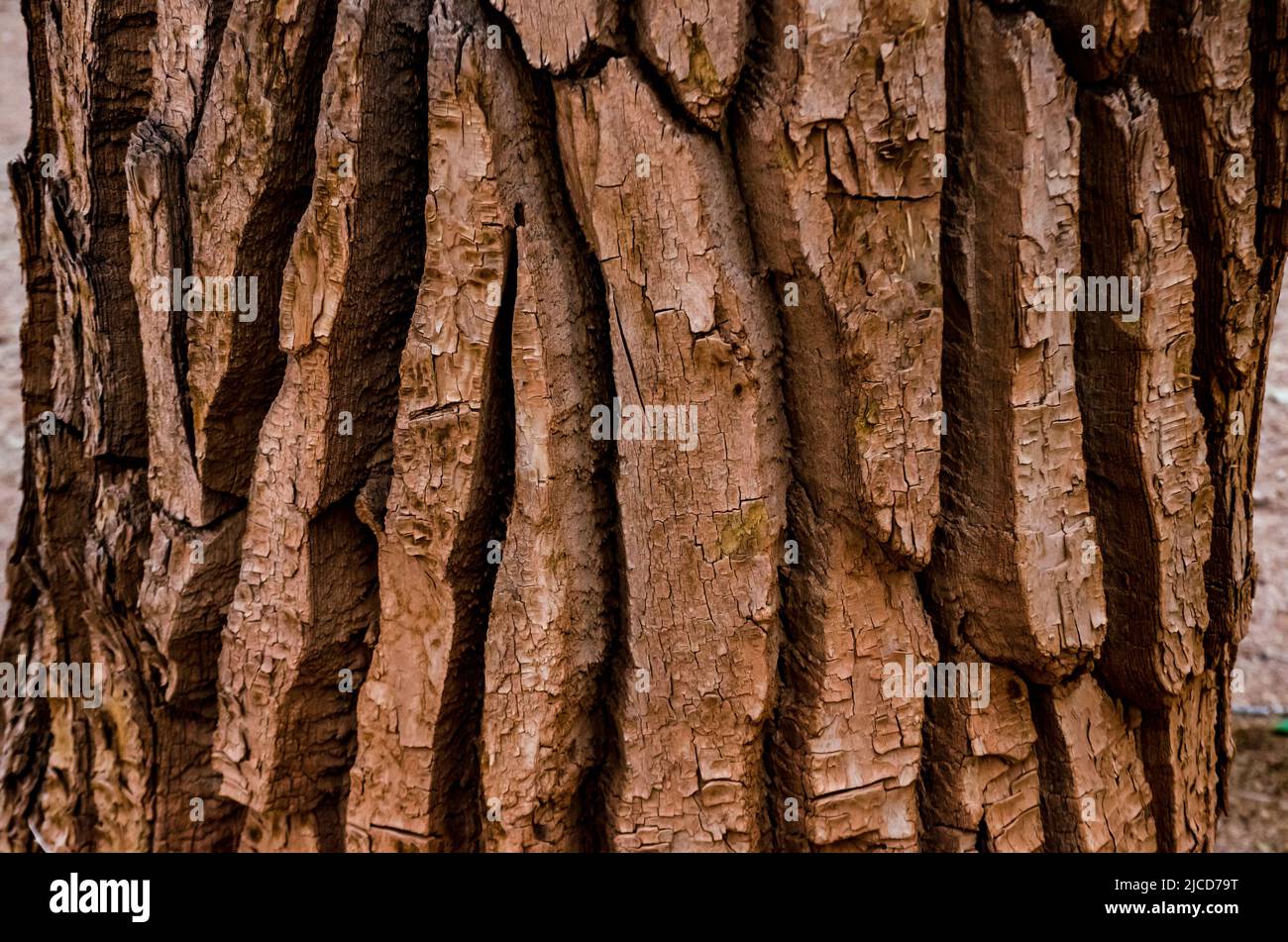 Muster auf der Rinde eines großen Baumes, Utah USA Stockfoto