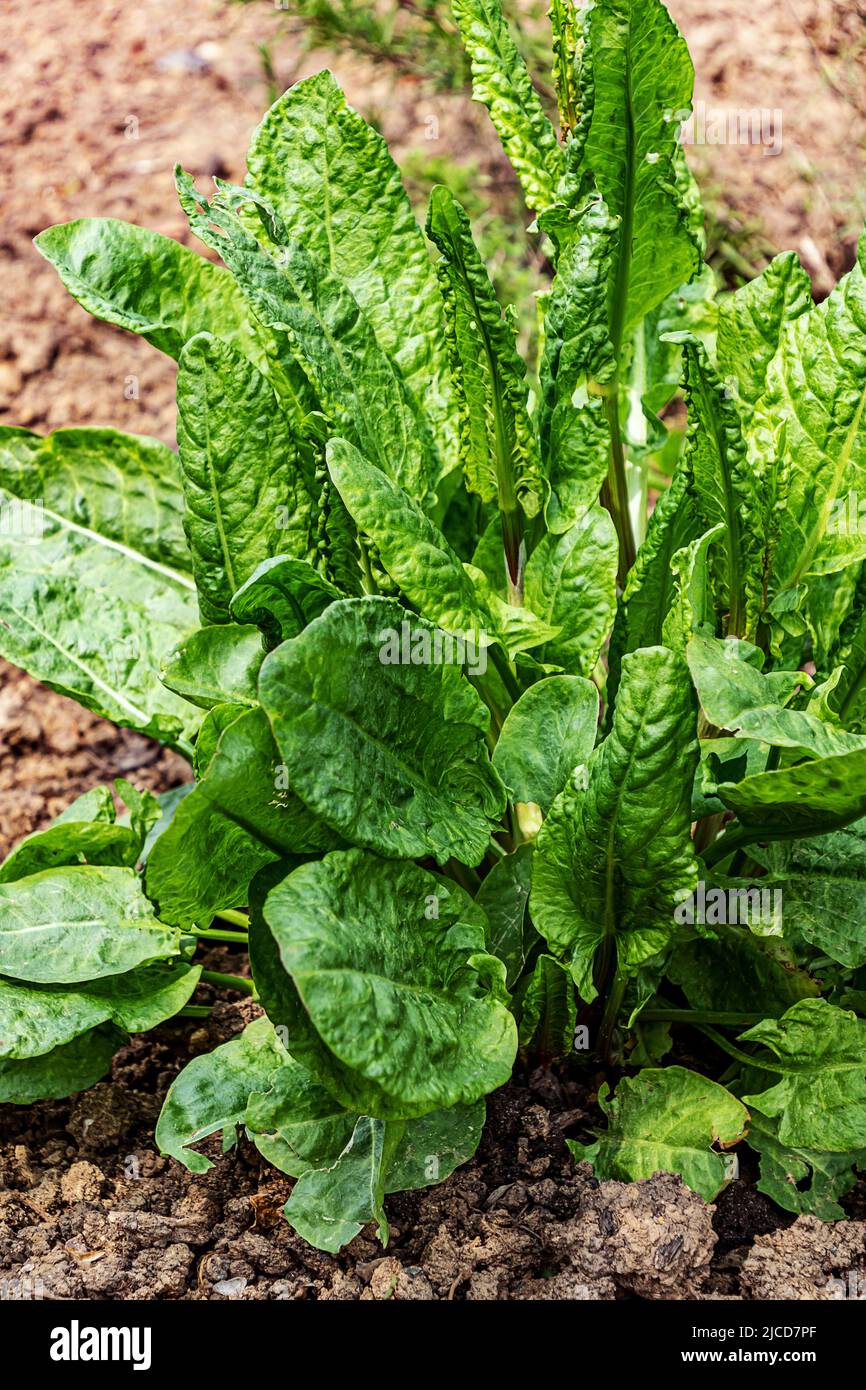 Sauerampfer (Rumex acetosa). Gemeiner Sauerampfer, Spinat Dock, wächst im Garten. Stockfoto