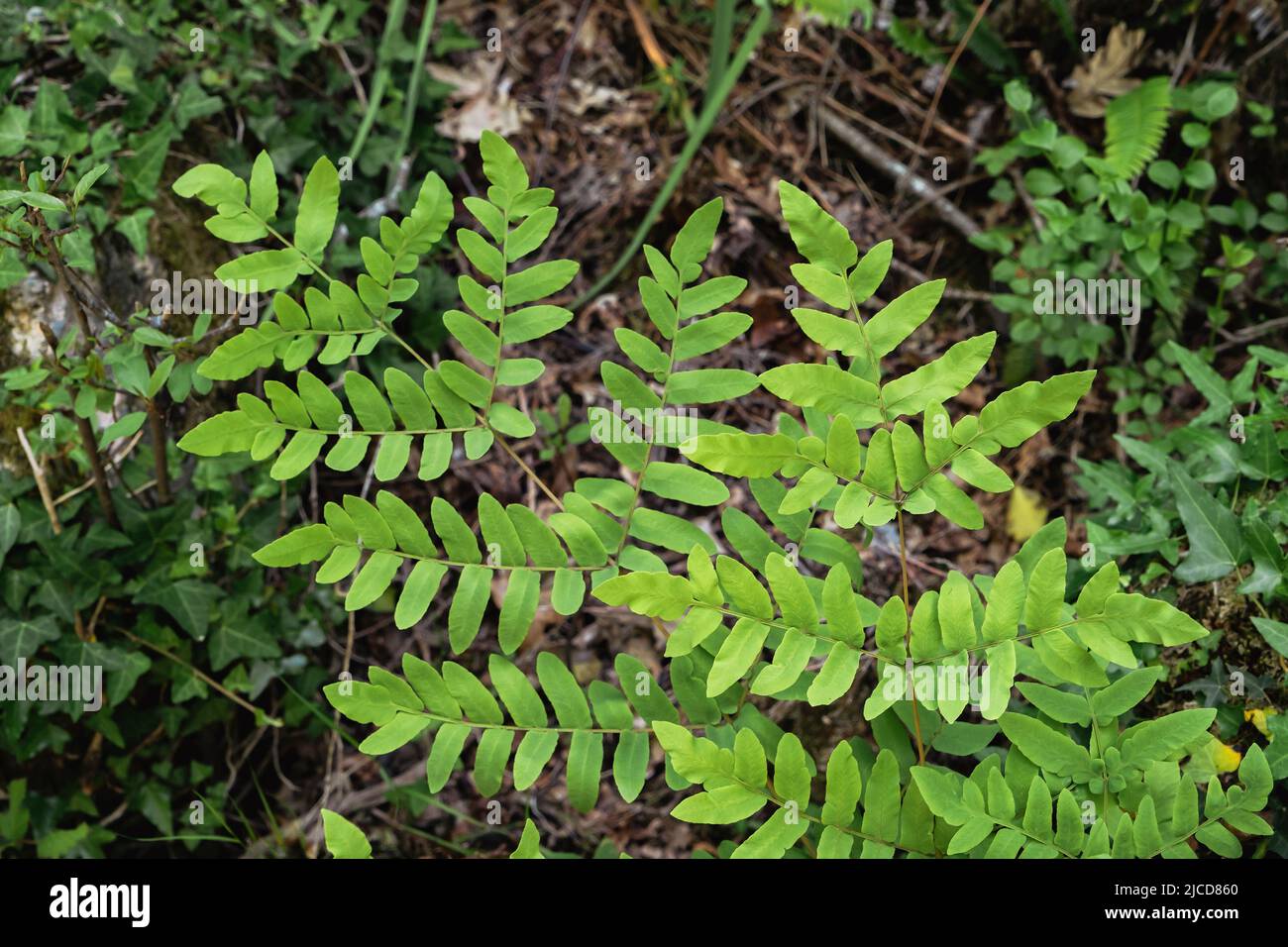 Essbarer farn -Fotos und -Bildmaterial in hoher Auflsung  Alamy