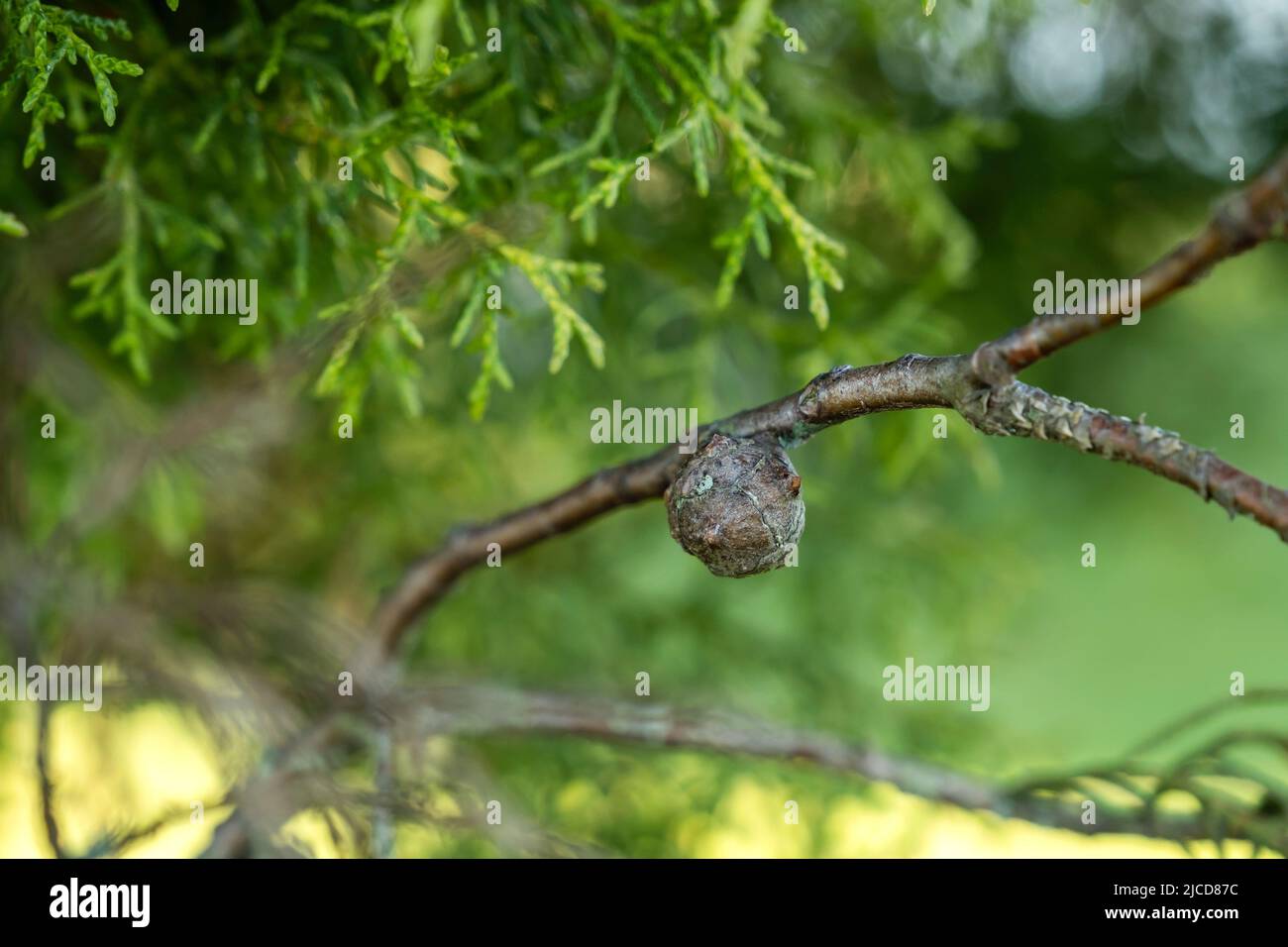 Mittelmeer-Zypresse (Cupressus sempervirens) reifer Kegel Stockfoto