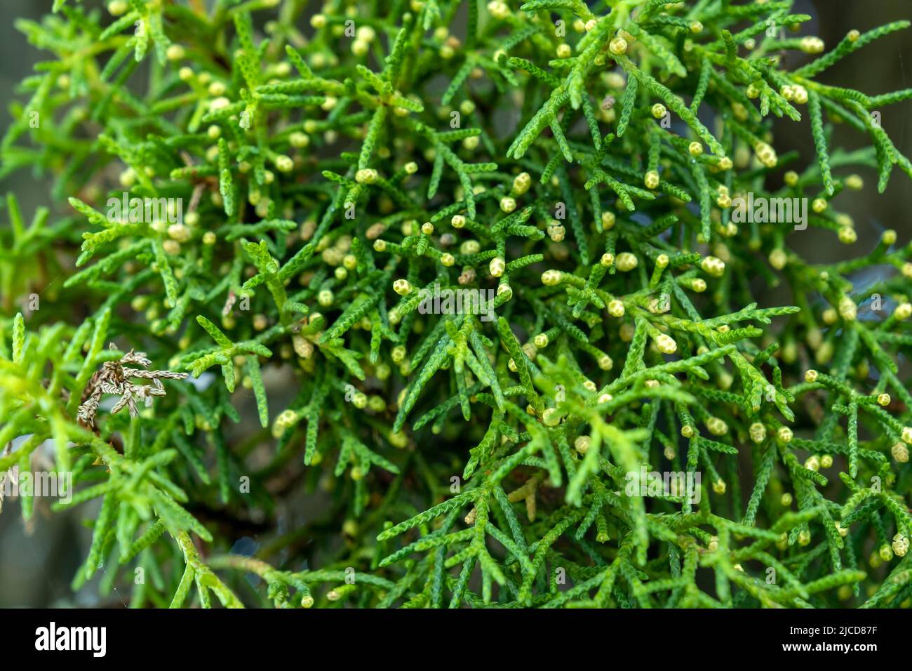 Mediterrane Zypresse (Cupressus sempervirens) immergrüner Nadelbaum grüne Blätter und Triebe Stockfoto