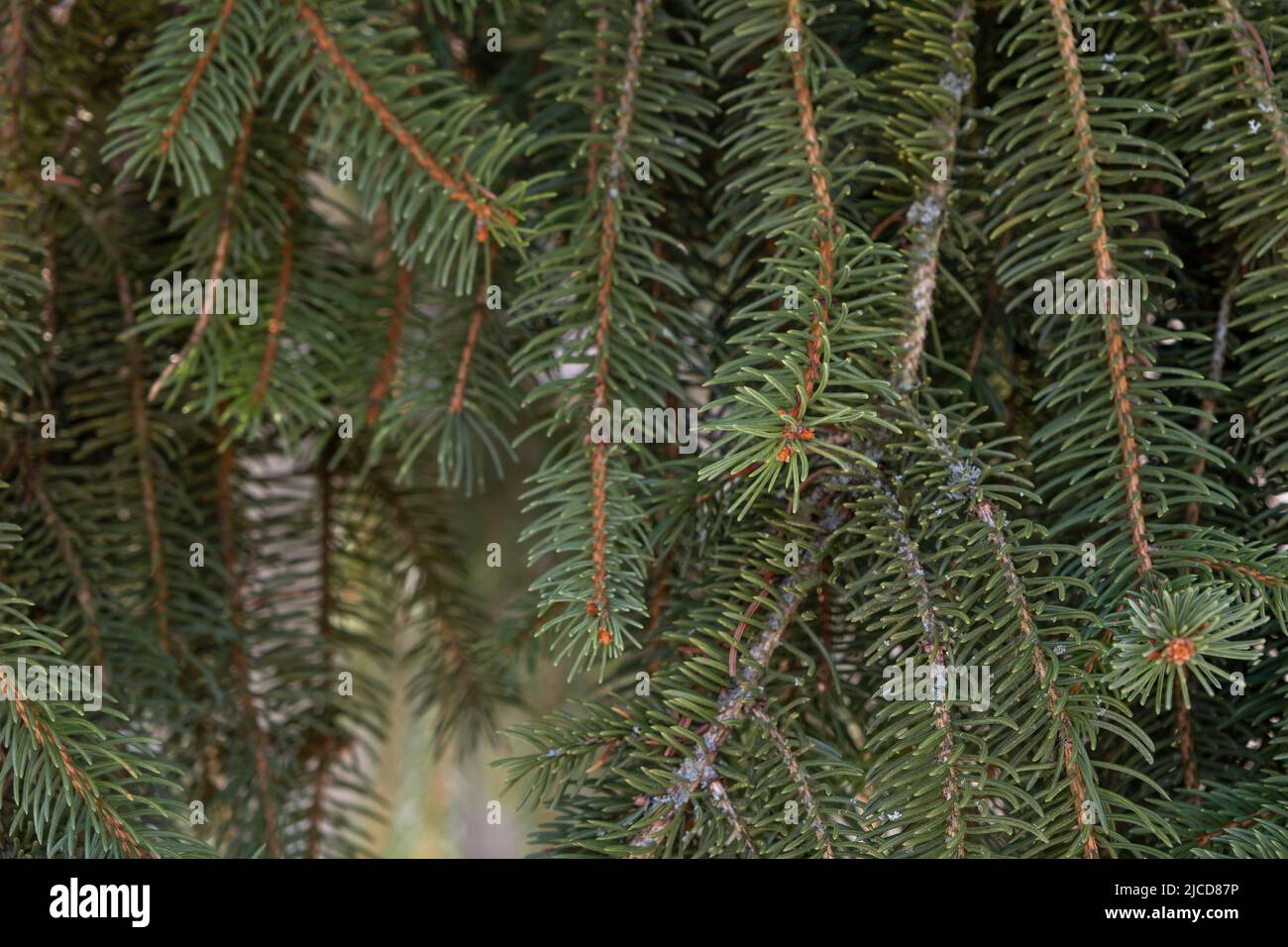 Europäische Fichte (Picea abies) immergrüne, baumgrüne Blätter Stockfoto