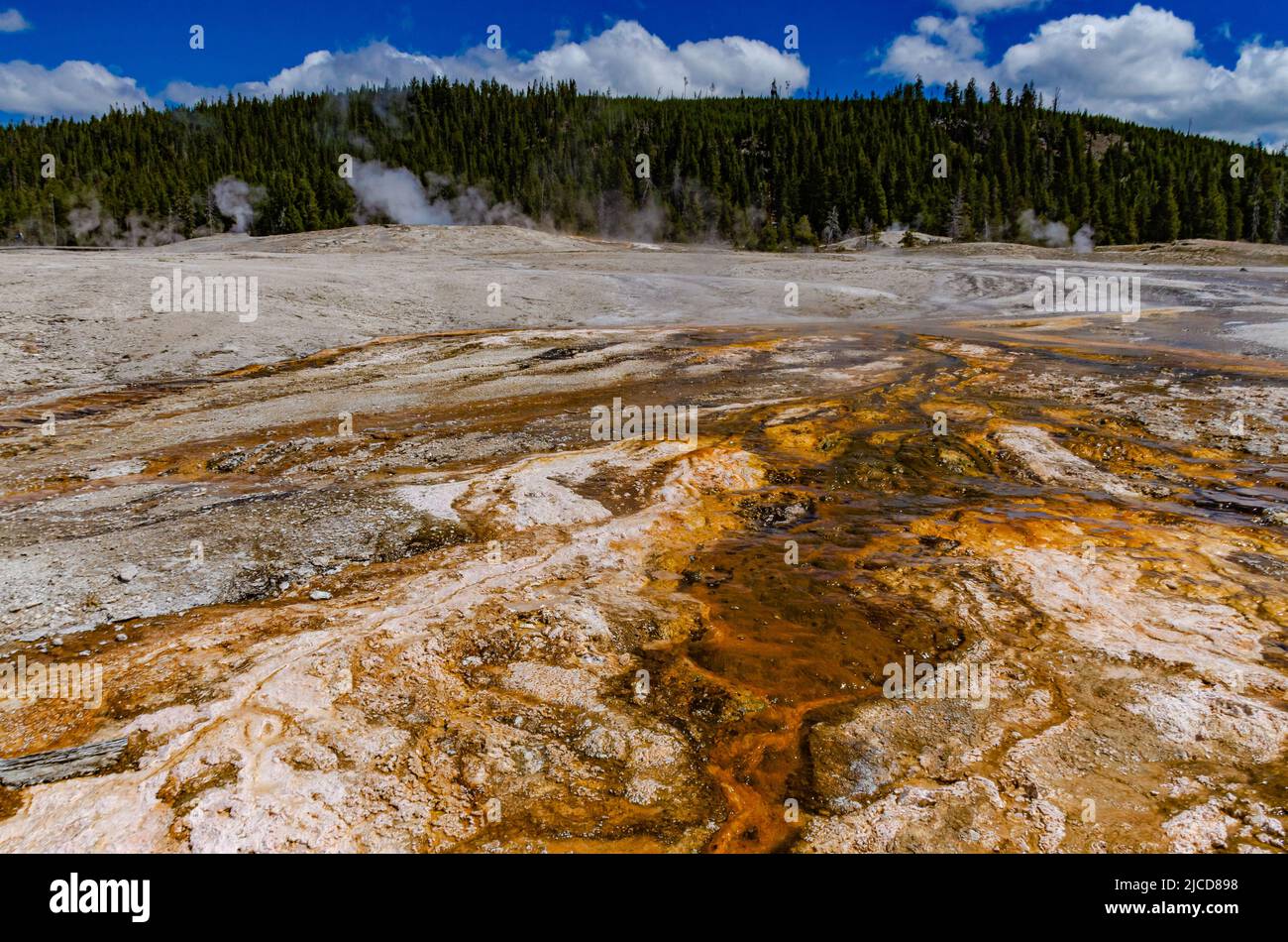 Algen-bakterielle Matten. Heiße Thermalquelle, heißer Pool im Yellowstone NP. Wyoming, USA Stockfoto