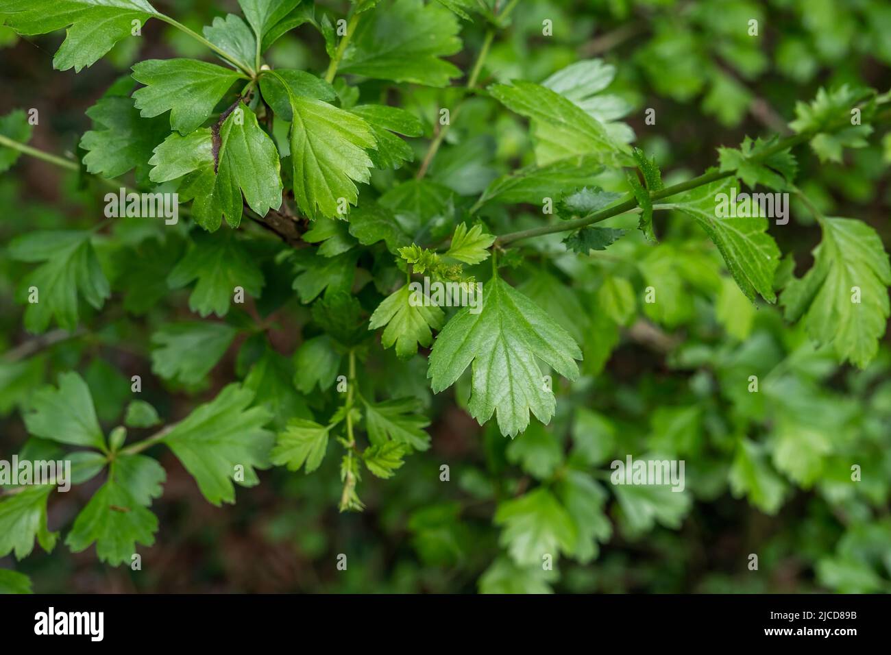 Gewöhnlicher Weißdorn oder eingesäuerter Weißdorn (Crataegus Monogyna) frühlingshaft frisches grünes Laub Stockfoto