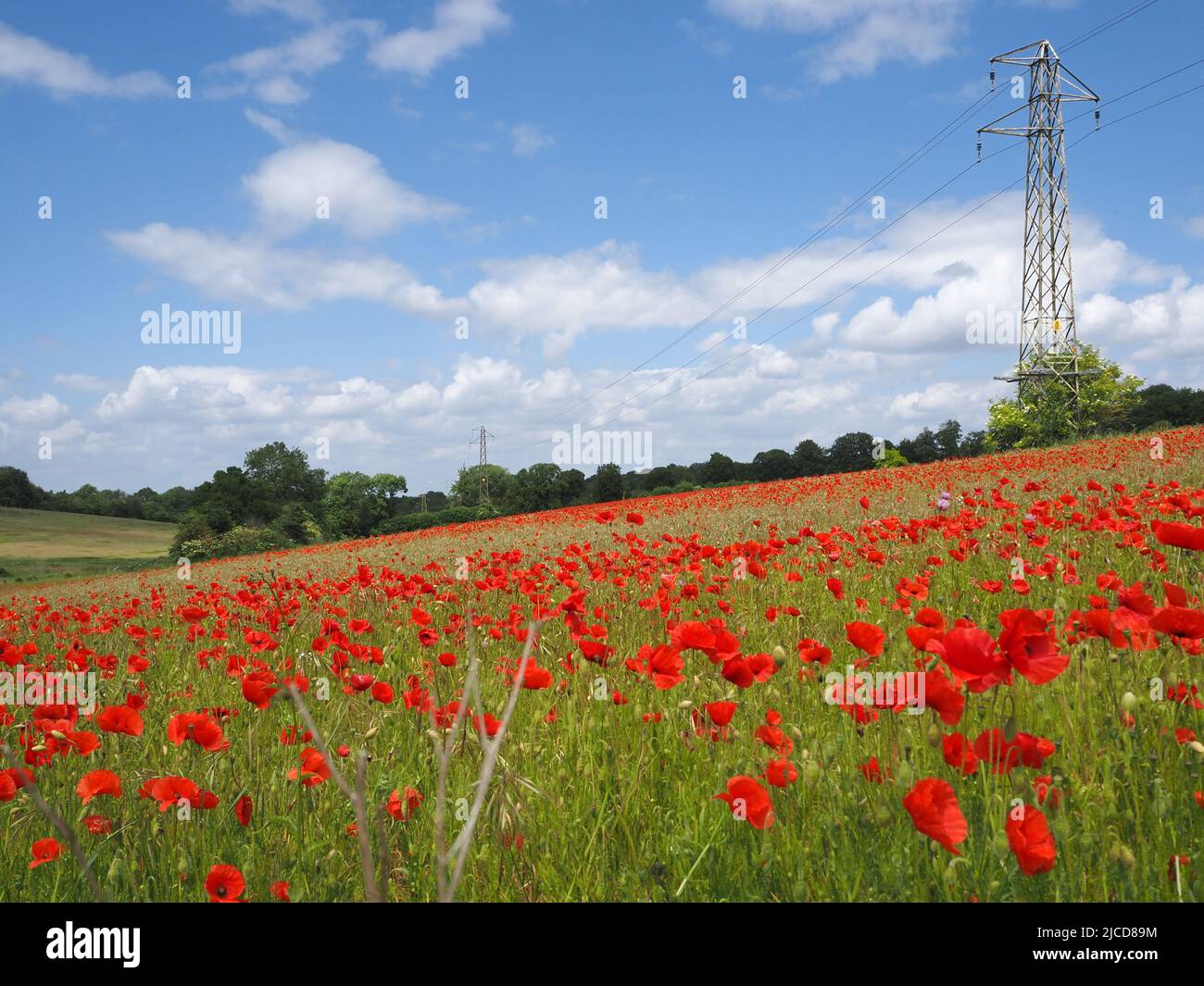 Epsom Downs, Surrey, Großbritannien. 12.. Juni 2022. Ein Hauch von Rot in der Landschaft von Surrey. Wunderschöne Mohnblumen sorgen bei Sonnenschein auf den North Downs in der Nähe von Epsom für eine blendende Darstellung. Quelle: Julia Gavin/Alamy Live News Stockfoto