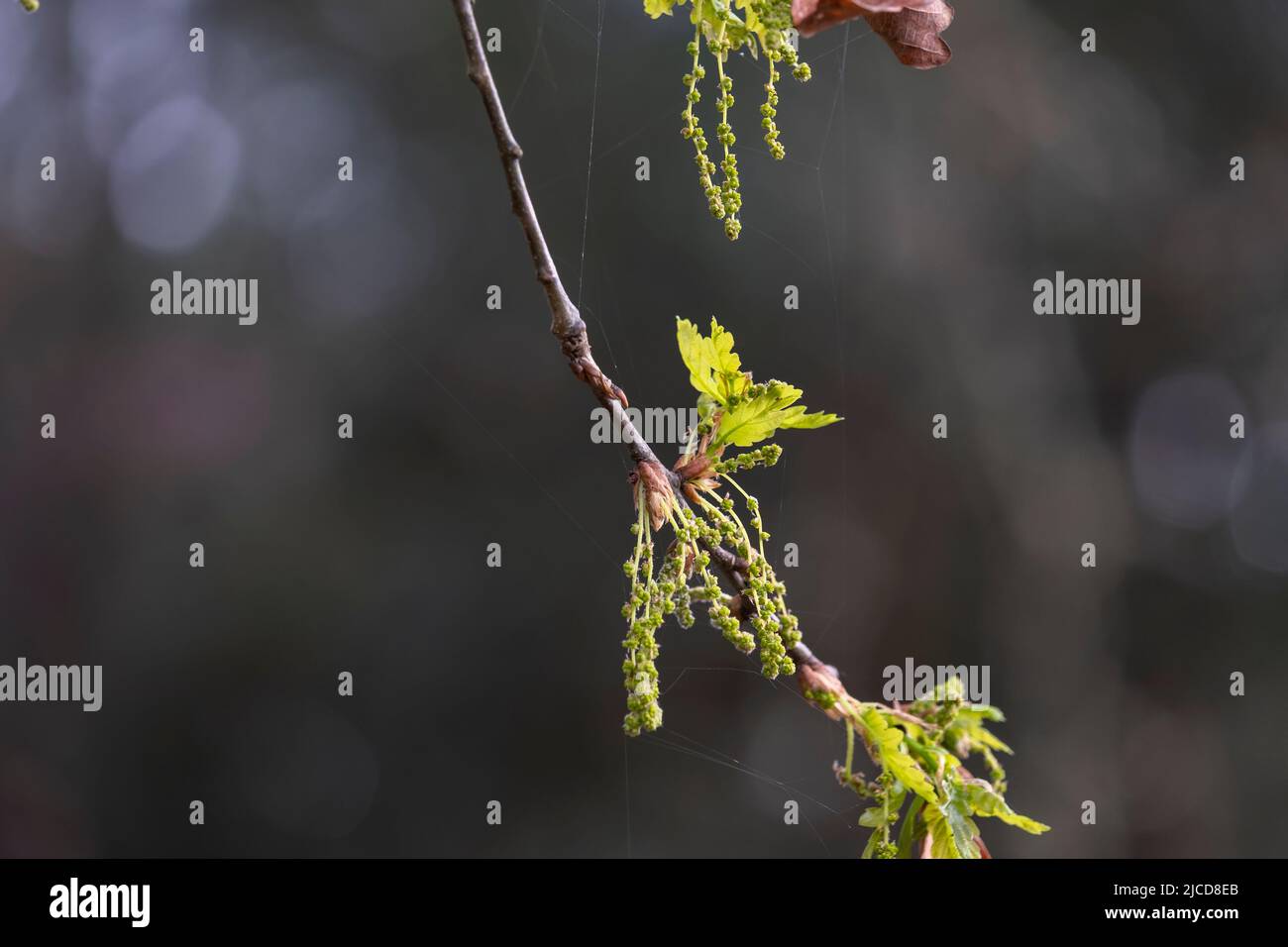 Sessile Eiche (Quercus petraea) neues Frühlingsbelaub und männliche Kätzchen Stockfoto