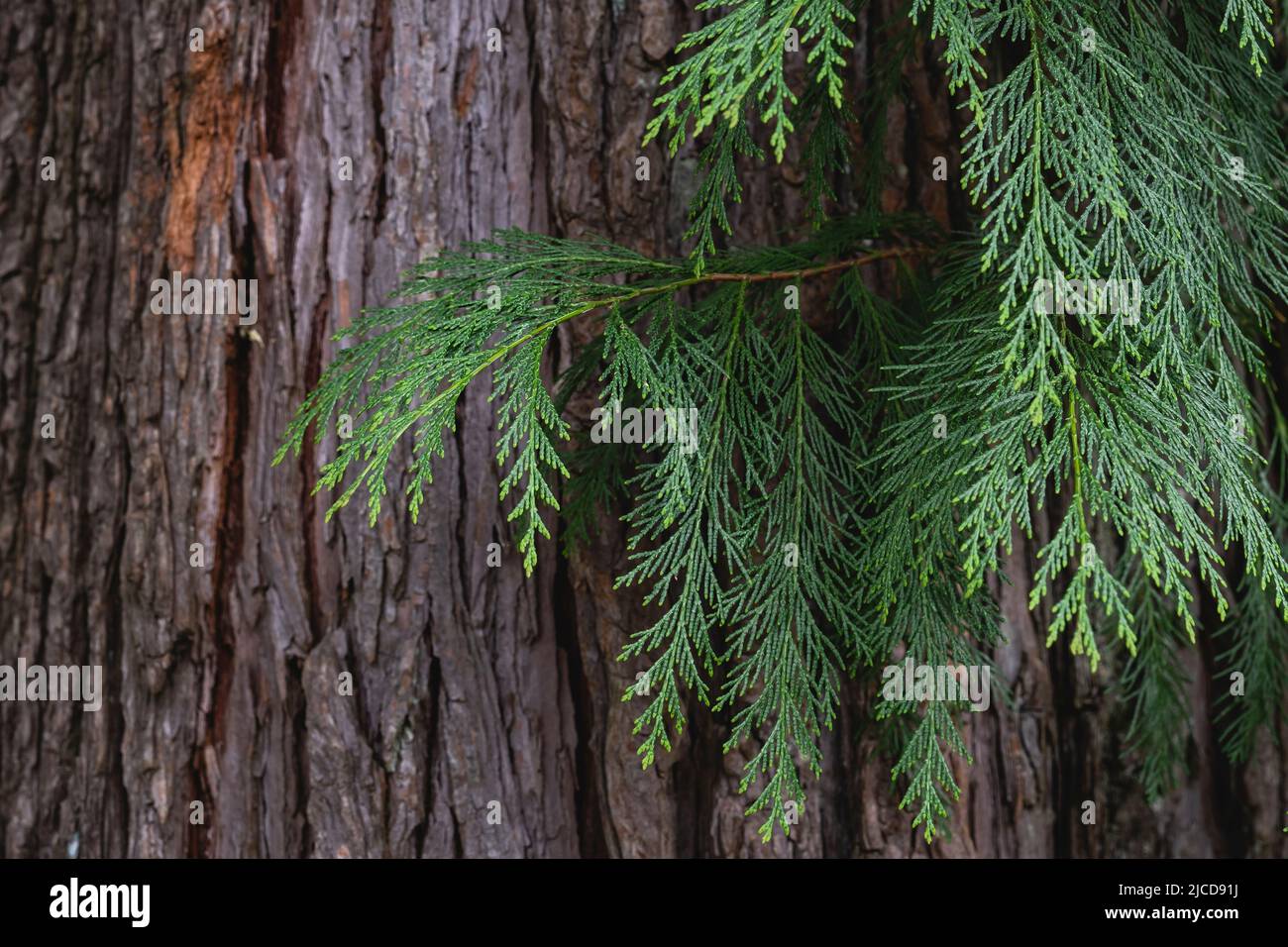 Lawson Cypress (Chamaecyparis lawsoniana) immergrüne Laub- und Rindendetails Stockfoto