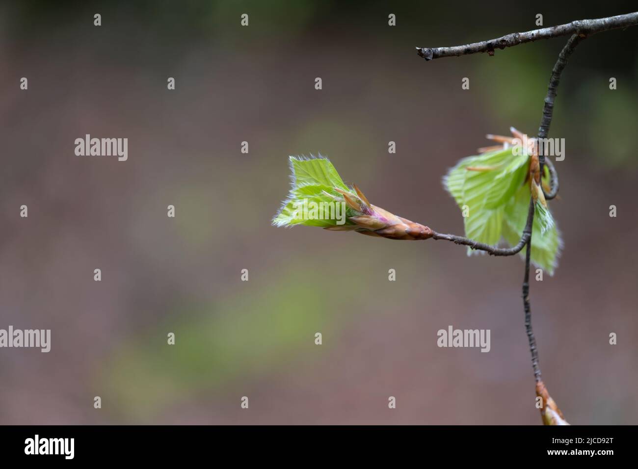 Fagus sylvatica (Europäische Buche) frisch grüne Blätter sprießen sich Stockfoto