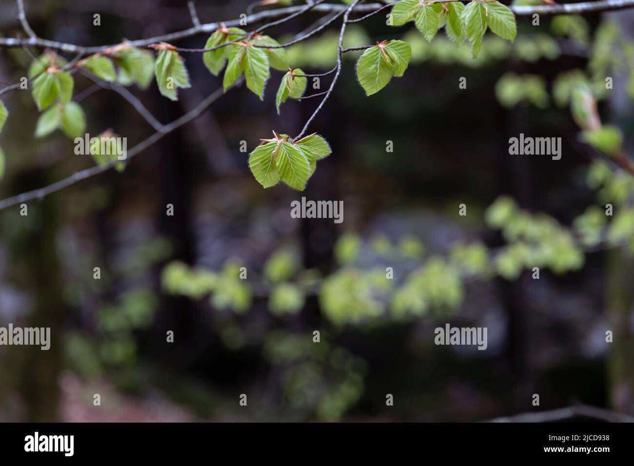 Fagus sylvatica (Europäische Buche) frisches und grünes Laub im Frühling Stockfoto