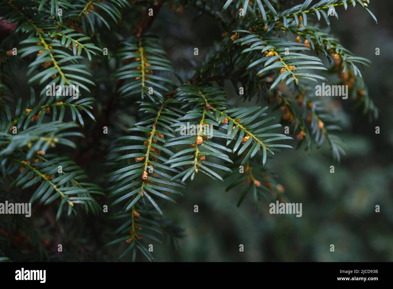 Taxus Baccata oder Europäische Eibe dunkelgrünes Laub und männliche Blüten Stockfoto