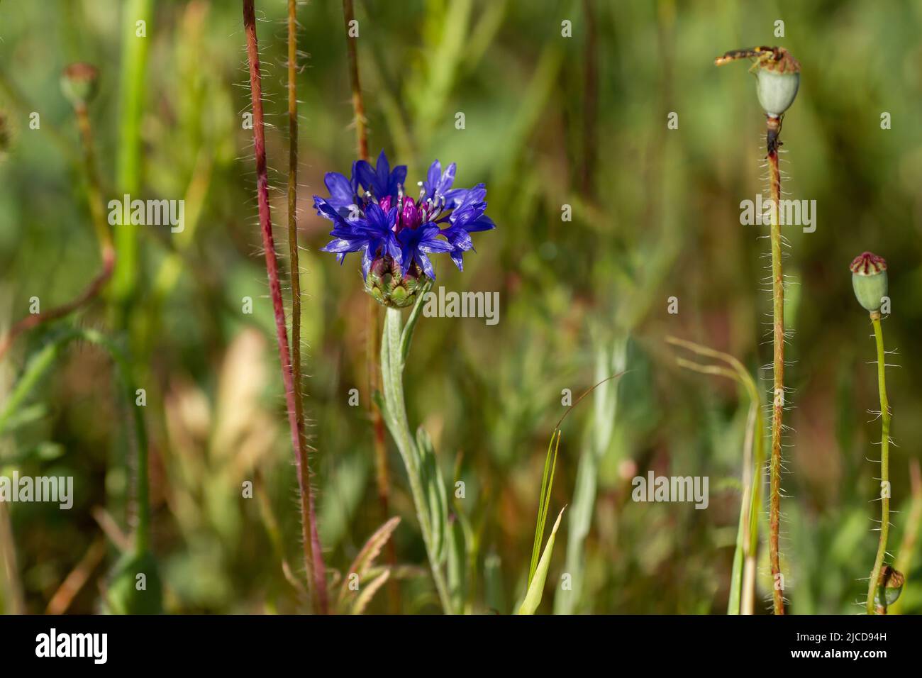 Bachelor's Button (Centaurea cyanus) blau violettblühende Blume Stockfoto