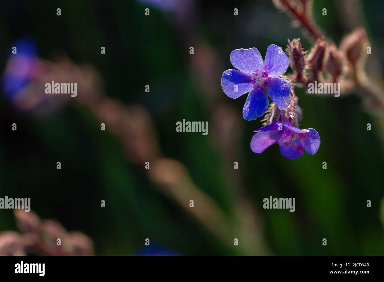 Anchusa azurea (italienischer Hochglanz) blau violettblaue Wildblumen, Kopierraum Stockfoto