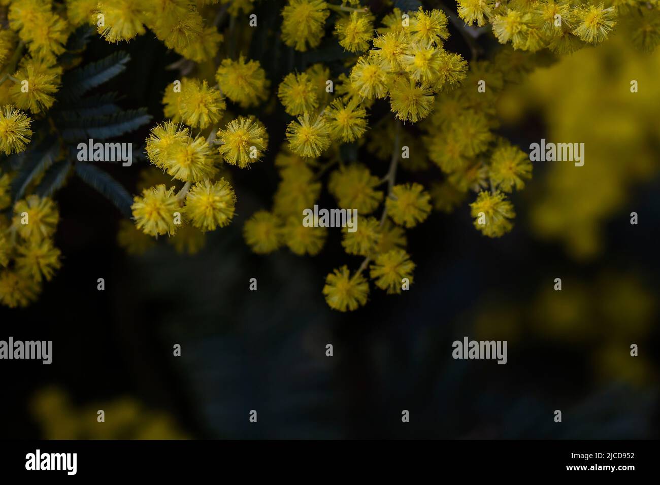 Akazie dealbata Silber wattle gelbe Blüten blühen aus nächster Nähe Stockfoto