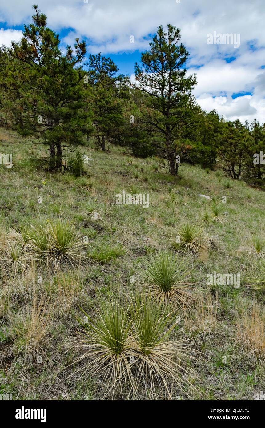 Junge Yucca Pflanzen auf einem Hügel in Wyoming, USA Stockfoto