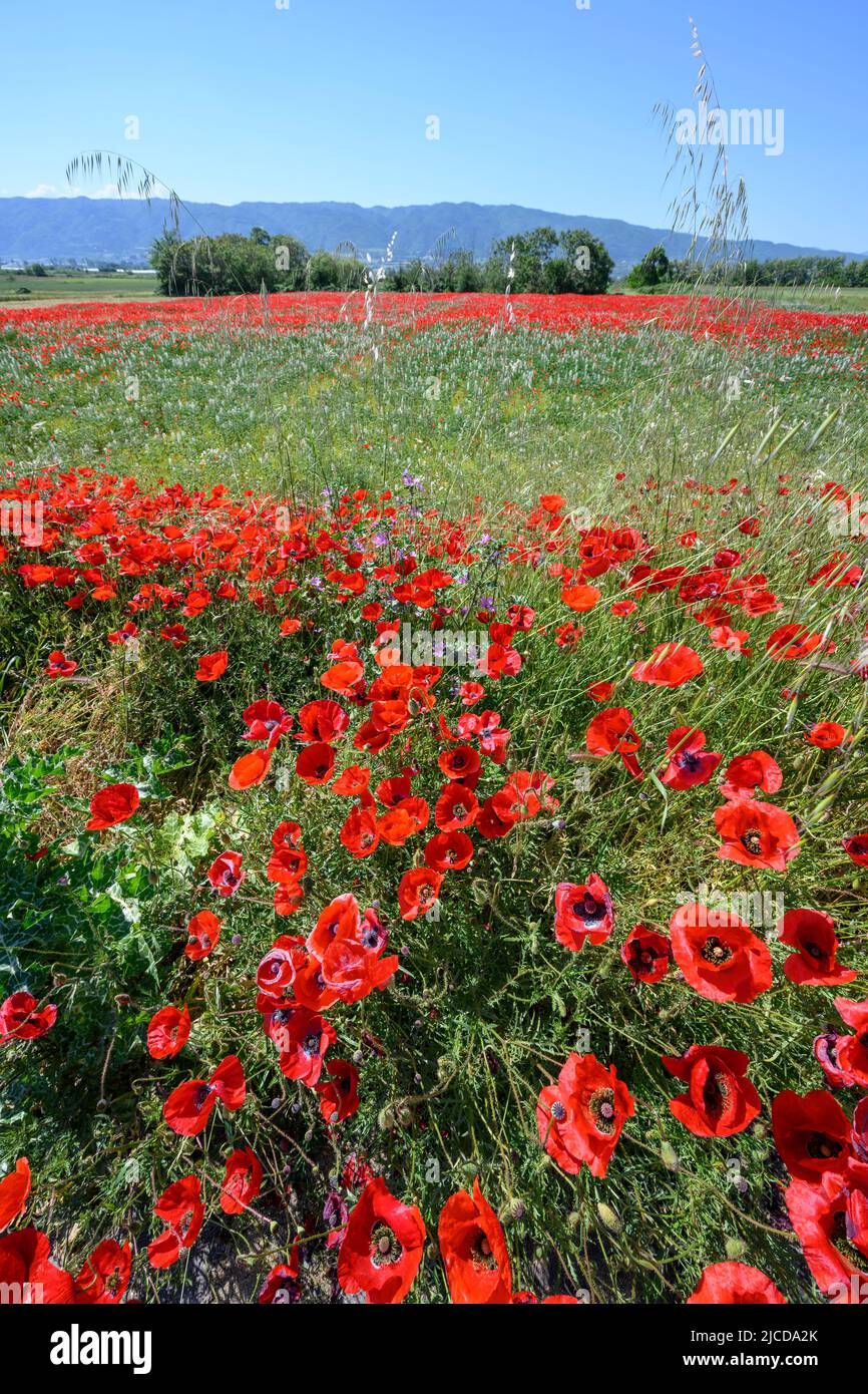 Mohnfelder im Mai in der Nähe des Volvi-Sees auf der Chalkidiki-Halbinsel in Mazedonien, Nordgriechenland. Stockfoto